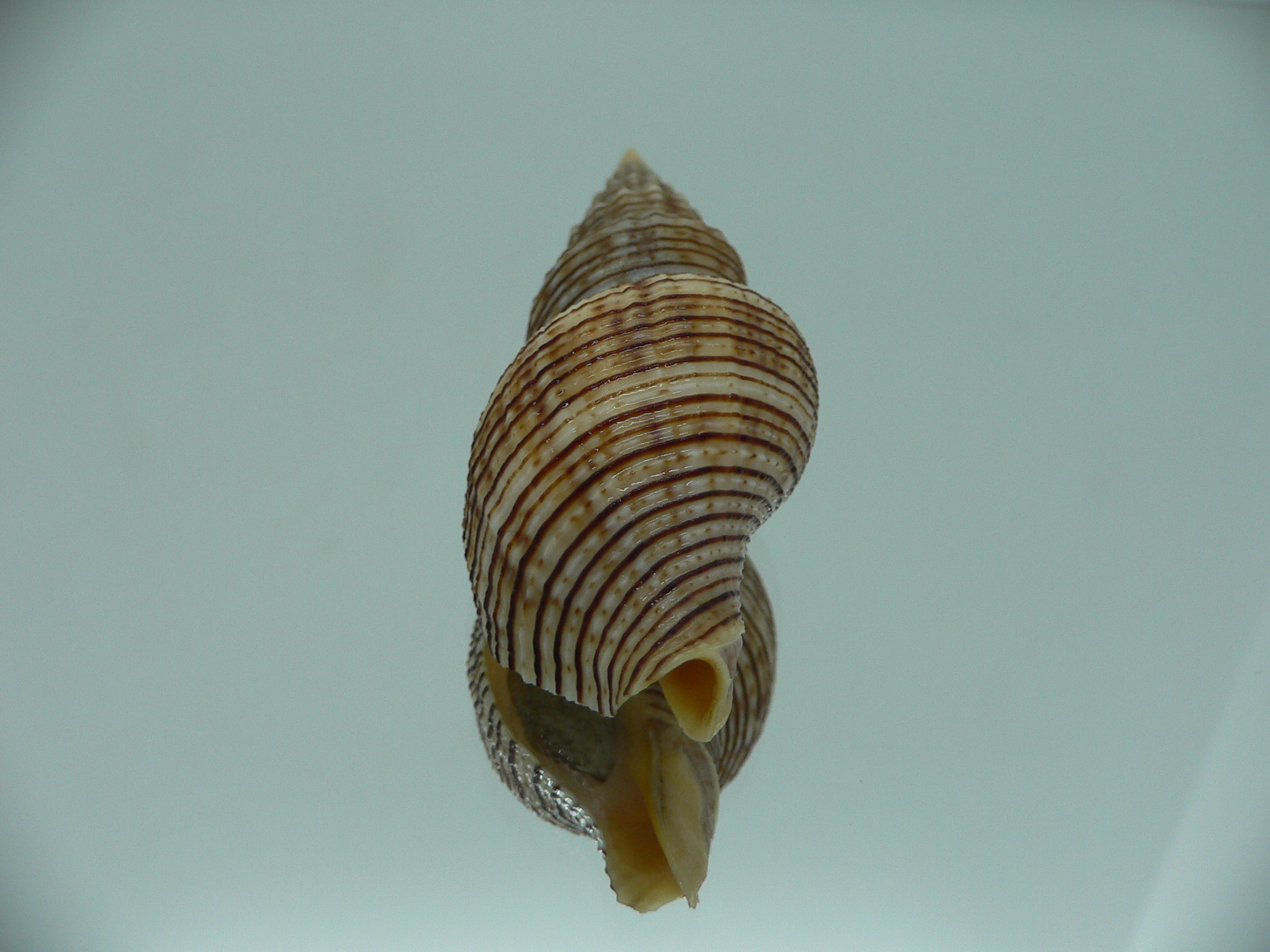 Siphonalia spadicea filosa STRIPES