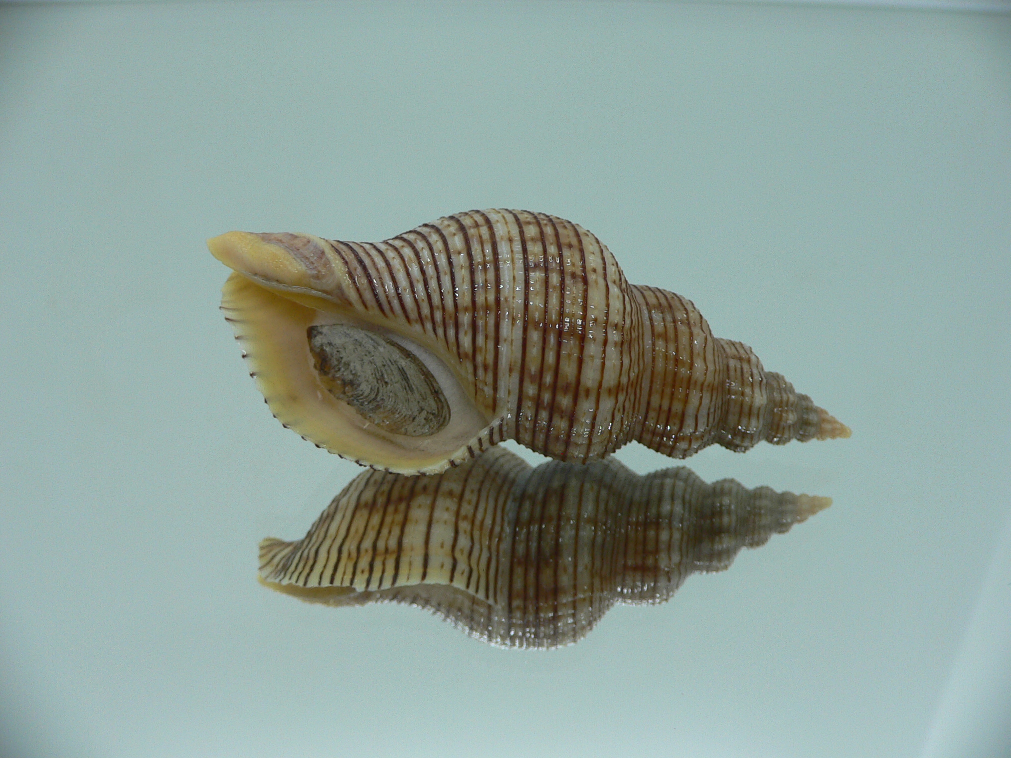 Siphonalia spadicea filosa STRIPES