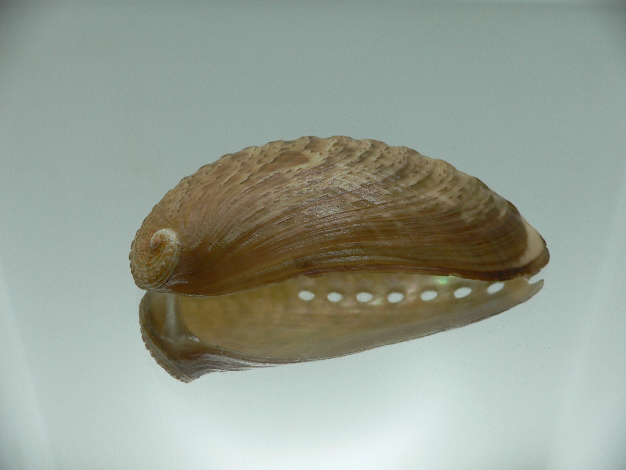 Haliotis asinina PEARL & MARK