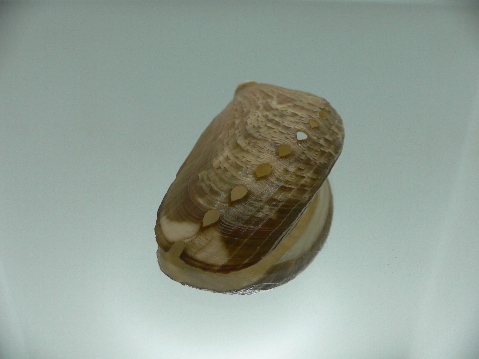 Haliotis asinina PEARL & MARK