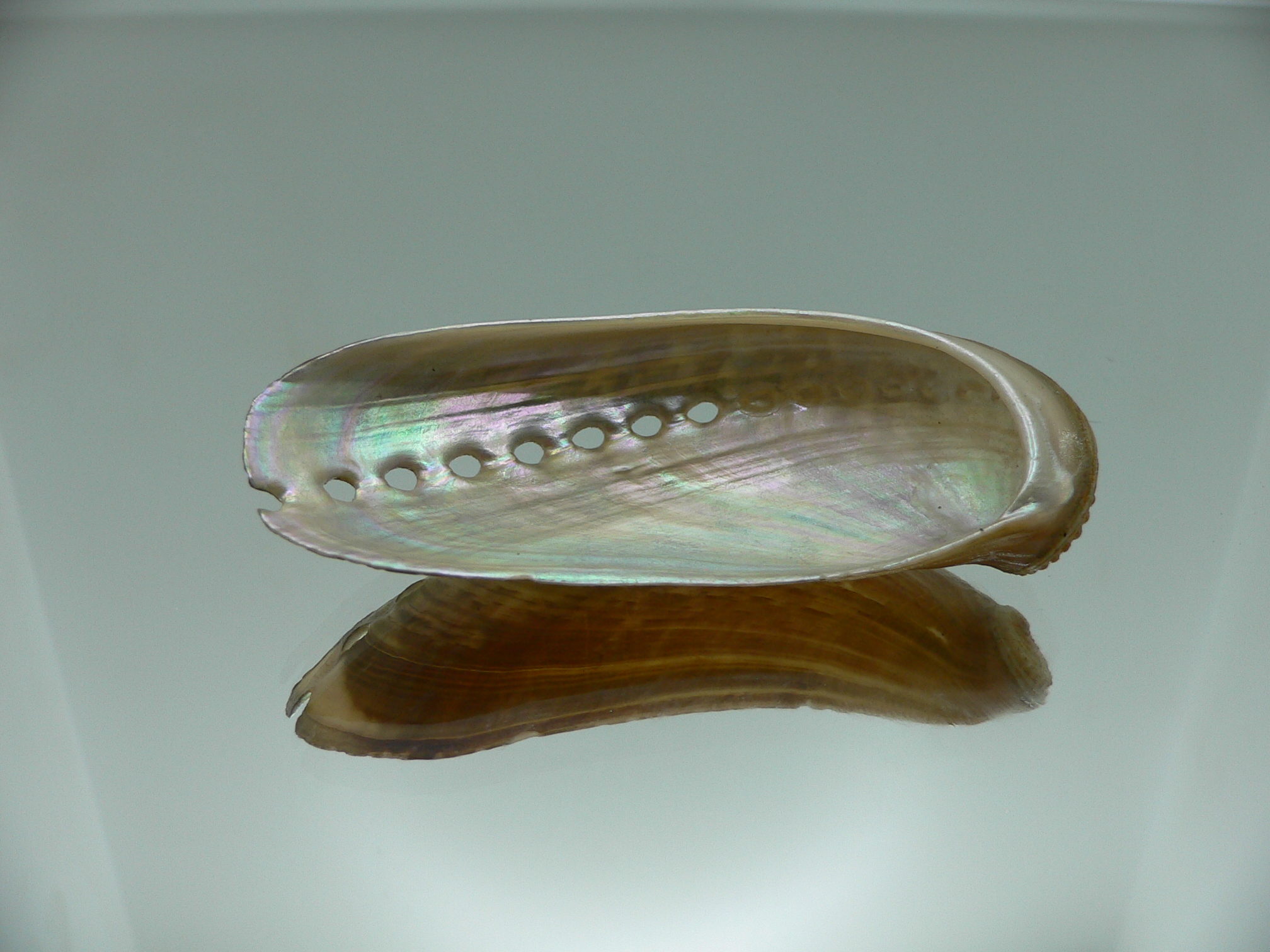 Haliotis asinina PEARL & MARK