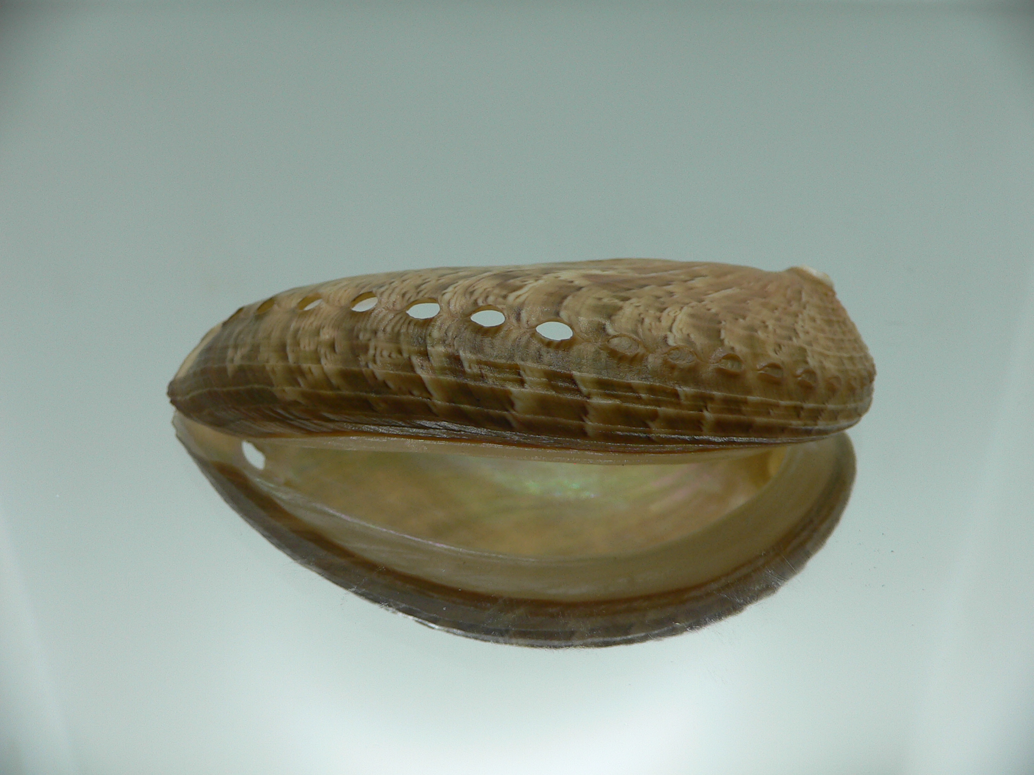 Haliotis asinina PEARL & MARK