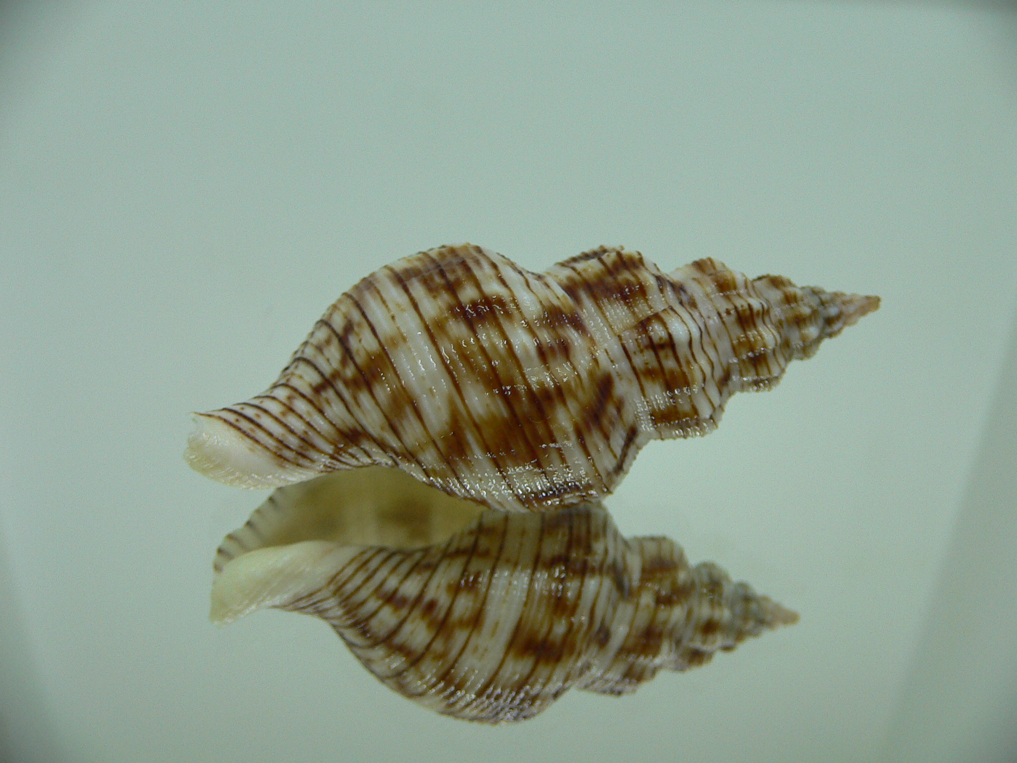 Siphonalia spadicea spadicea STRIPES