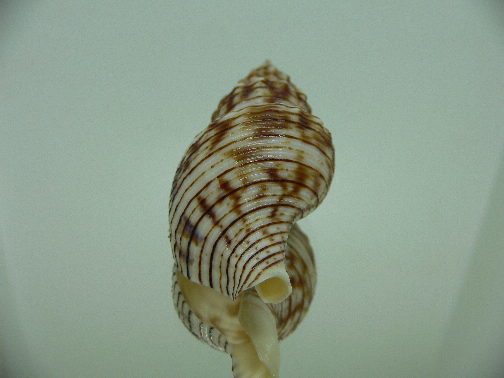 Siphonalia spadicea spadicea STRIPES