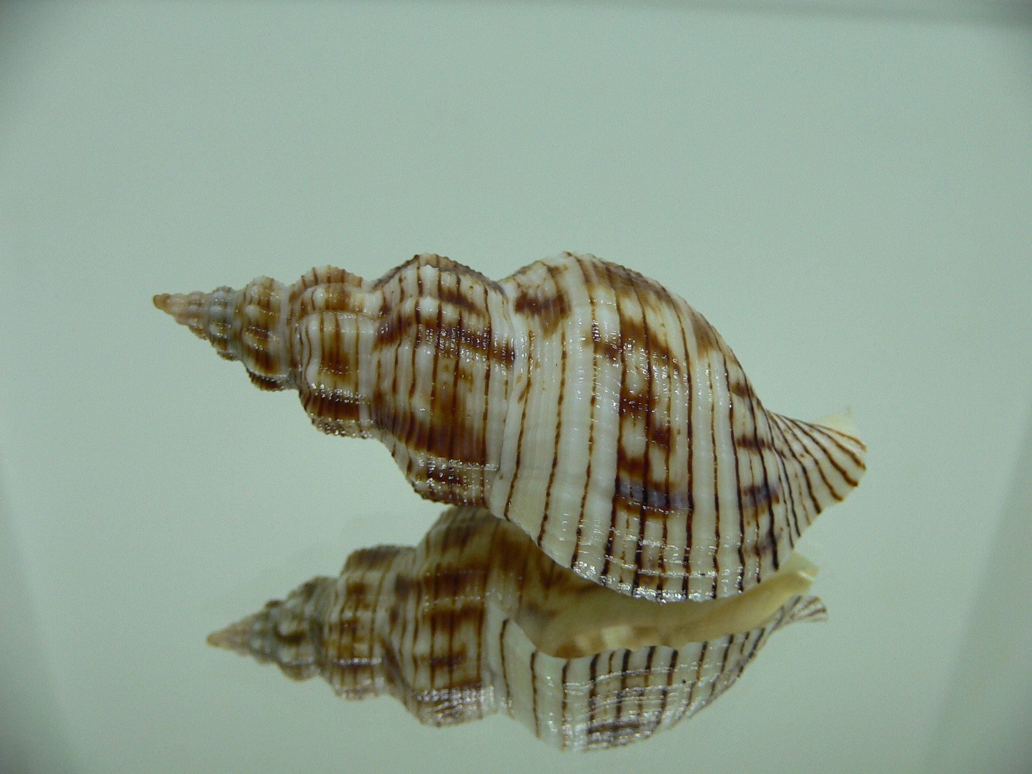 Siphonalia spadicea spadicea STRIPES