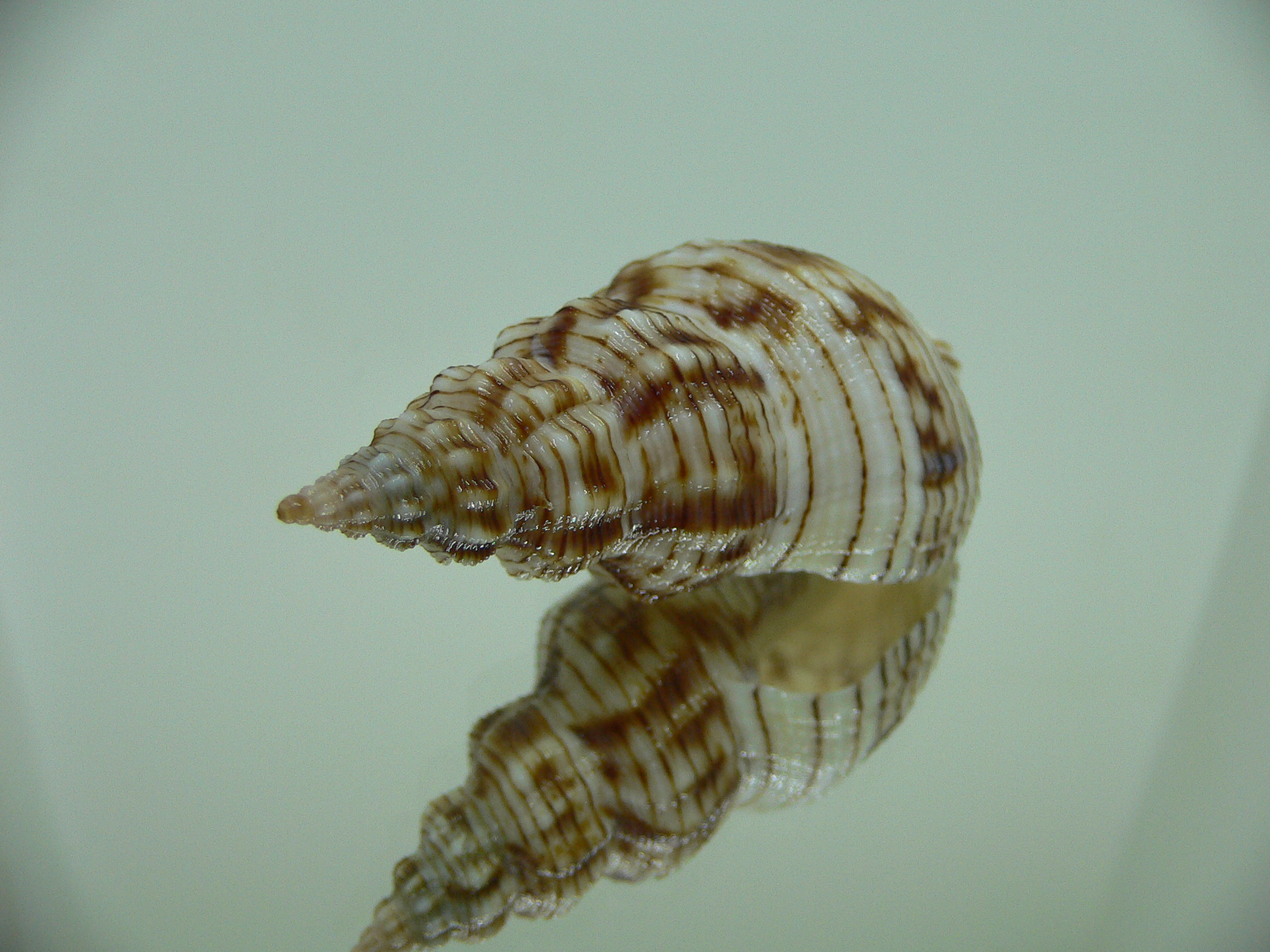 Siphonalia spadicea spadicea STRIPES