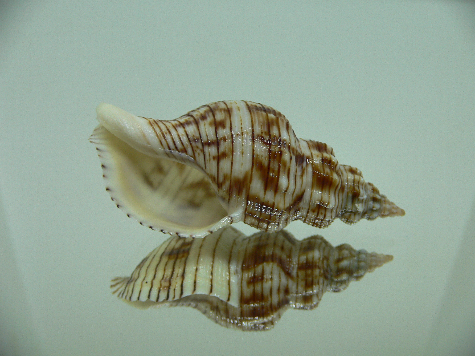 Siphonalia spadicea spadicea STRIPES