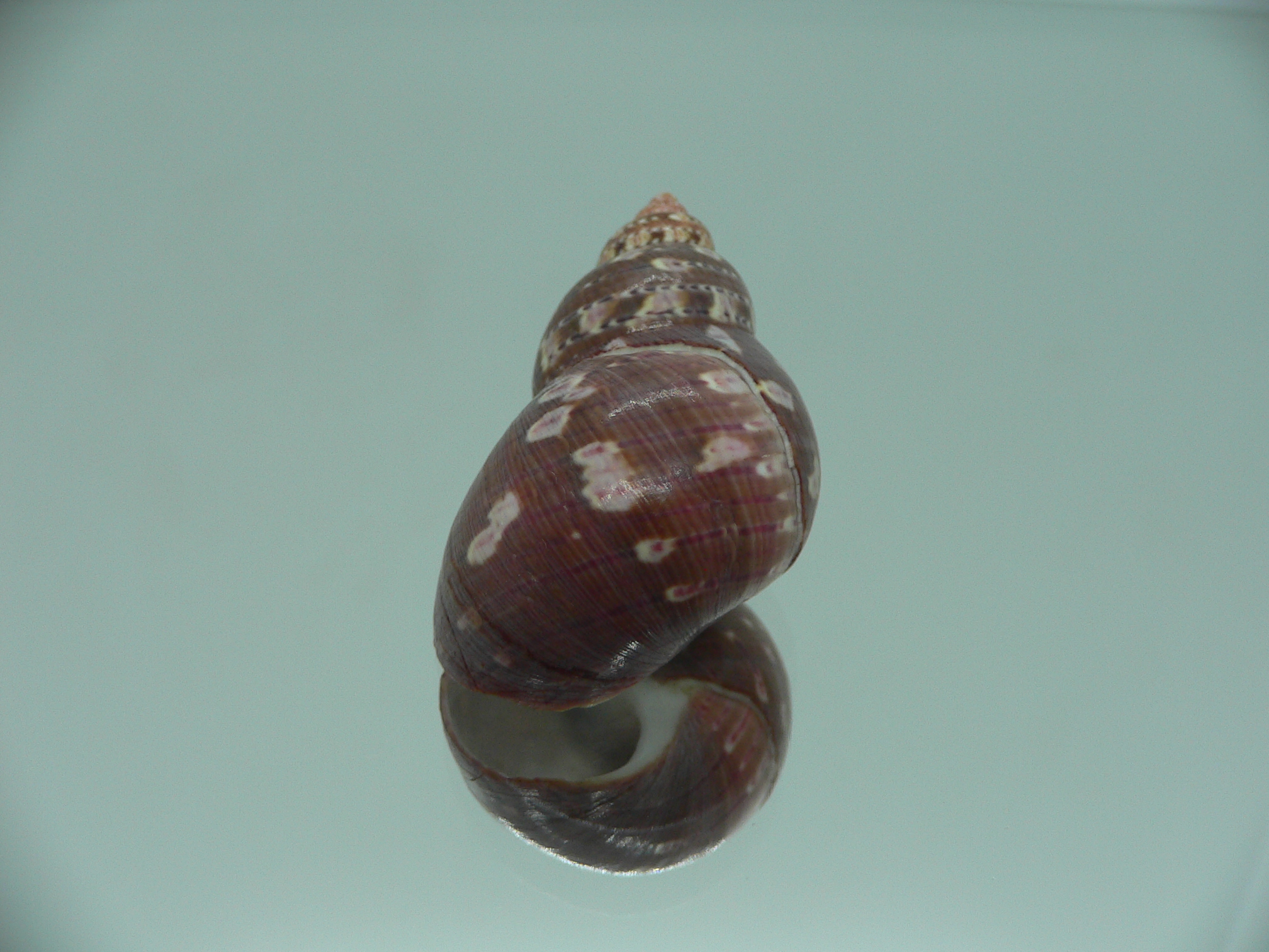 Phasianella ventricosa ENDEMIC & BORDO