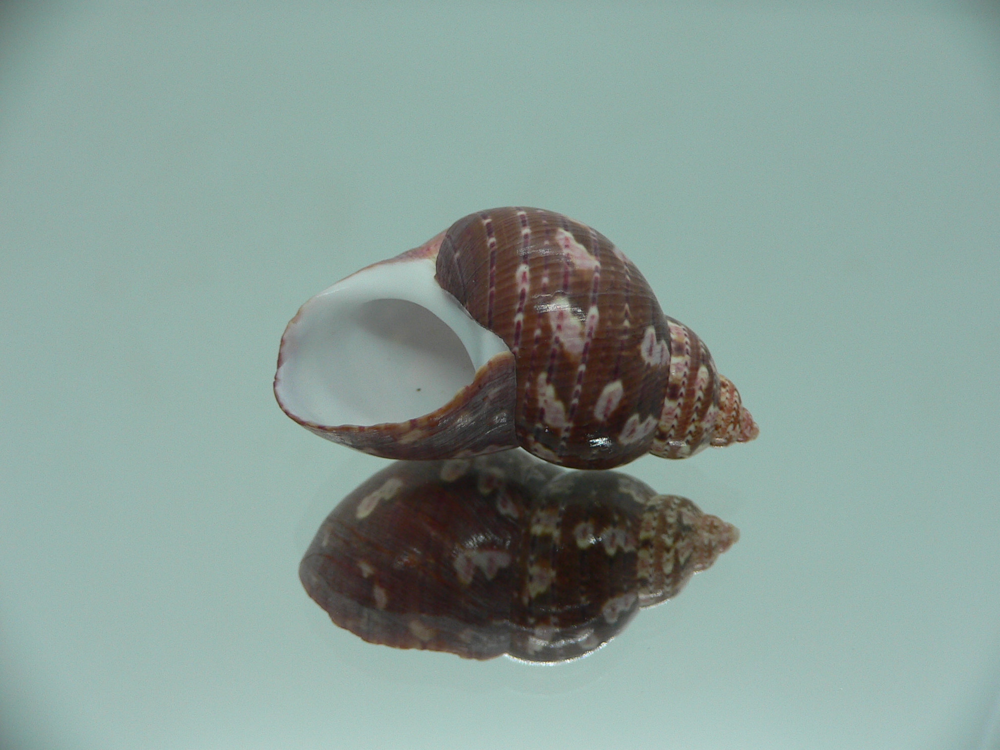Phasianella ventricosa ENDEMIC & BORDO