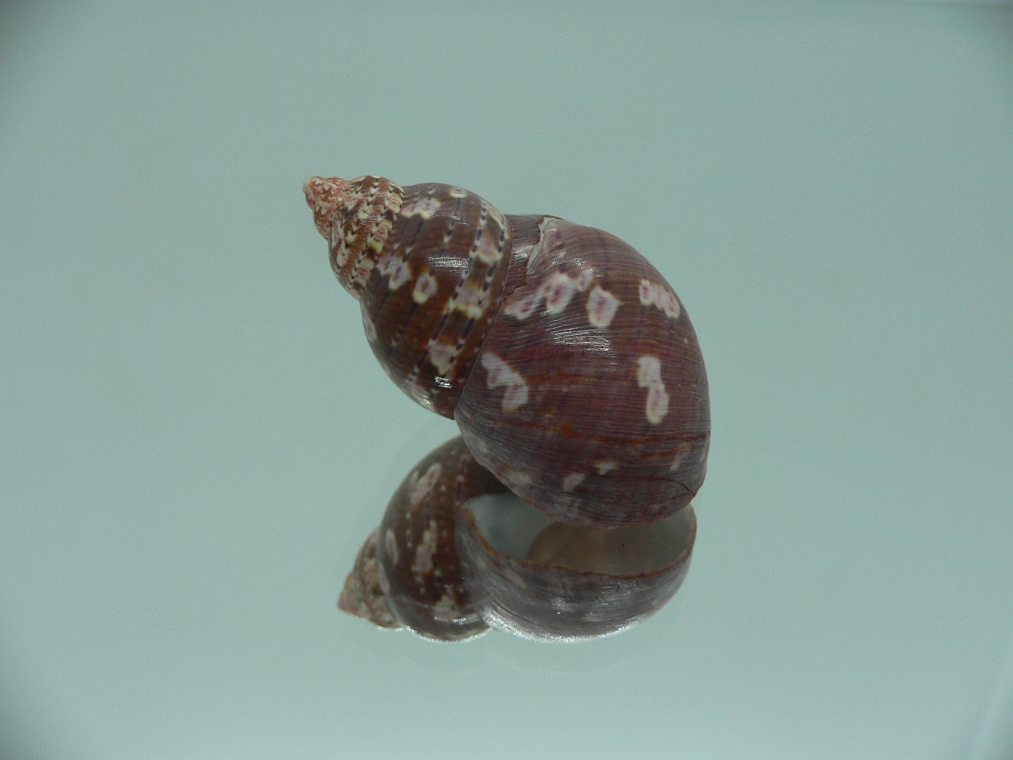 Phasianella ventricosa ENDEMIC & BORDO
