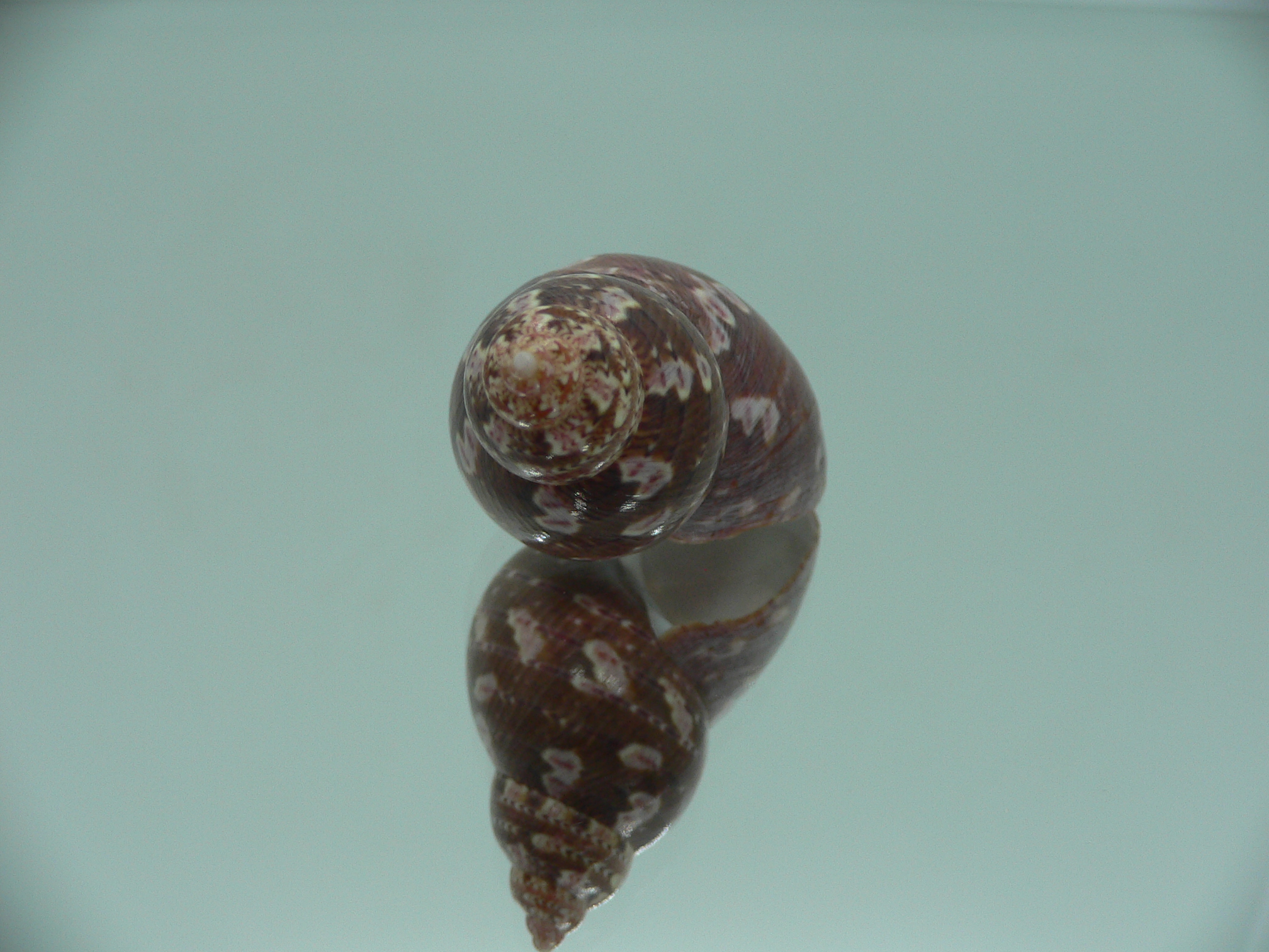 Phasianella ventricosa ENDEMIC & BORDO