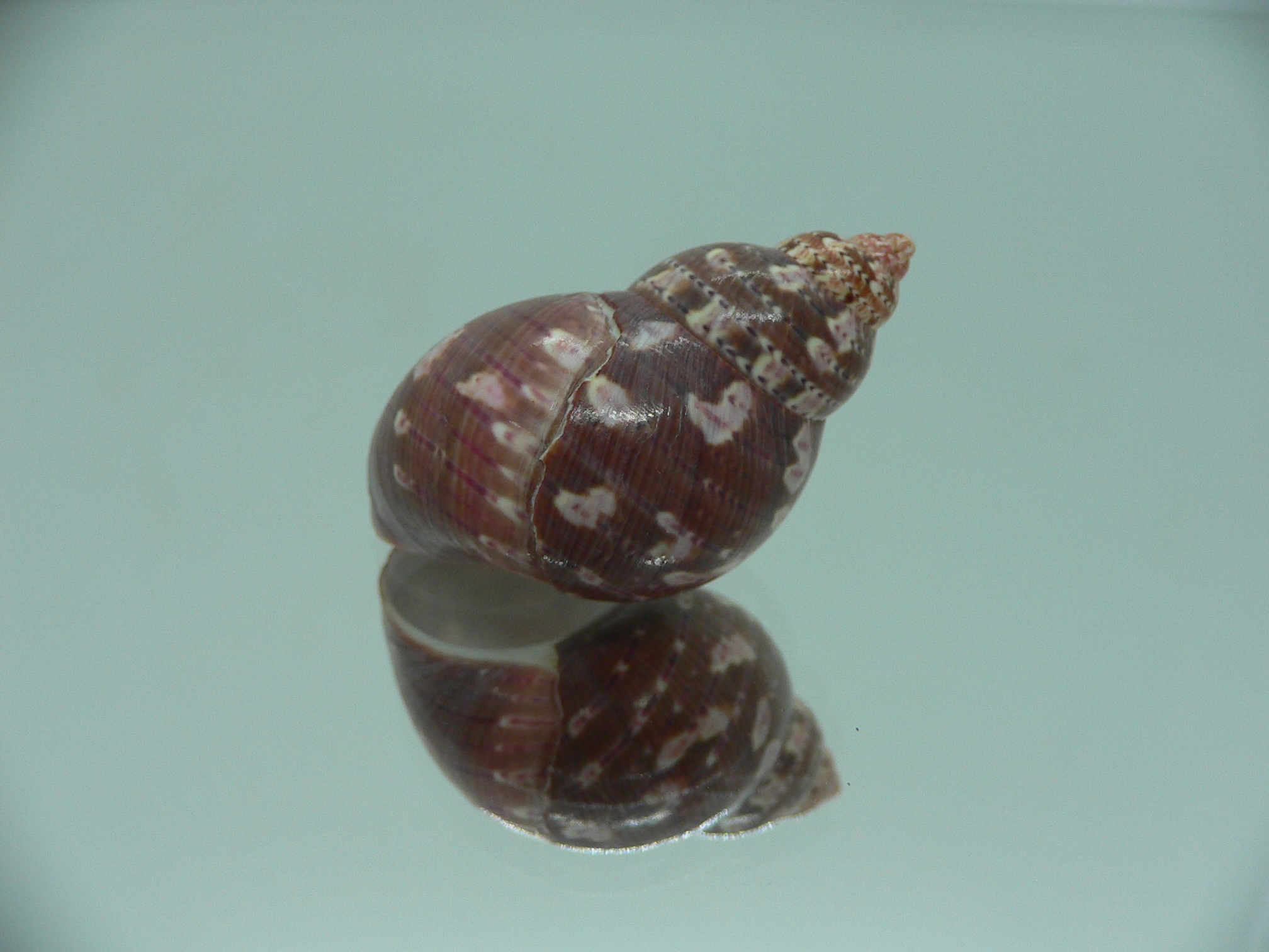 Phasianella ventricosa ENDEMIC & BORDO