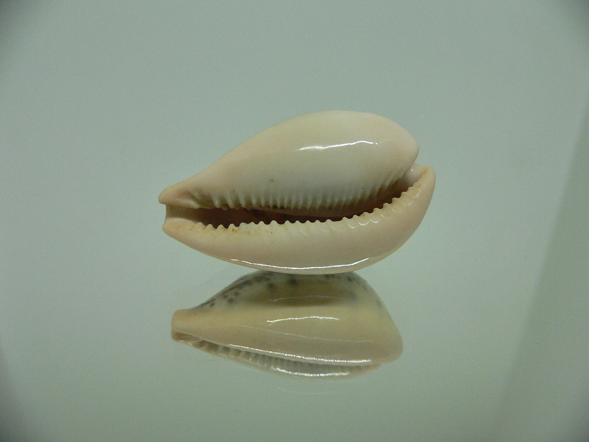 Cypraea hungerfordi hungerfordi LIGHT & IDEAL