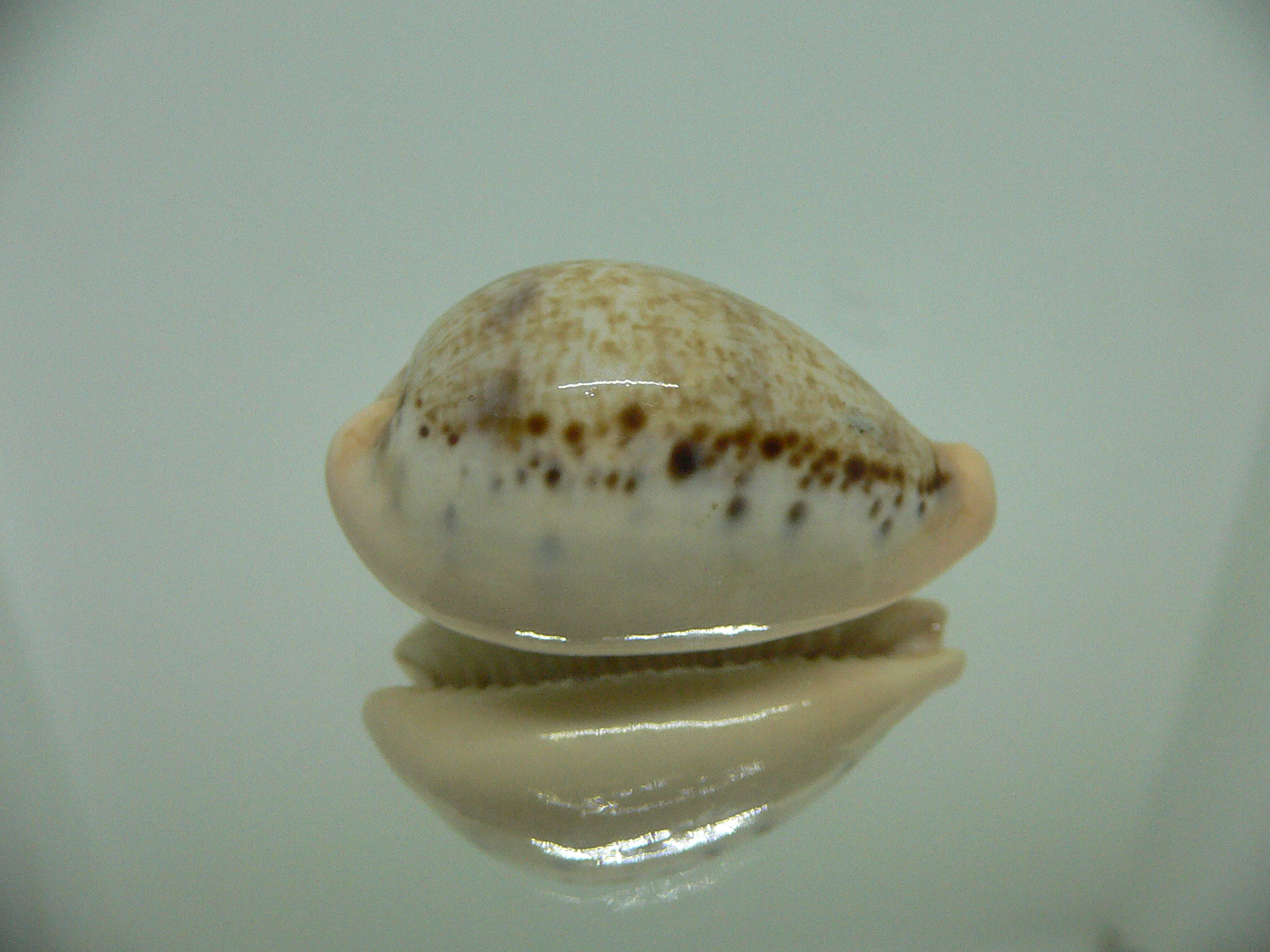 Cypraea hungerfordi hungerfordi LIGHT & IDEAL