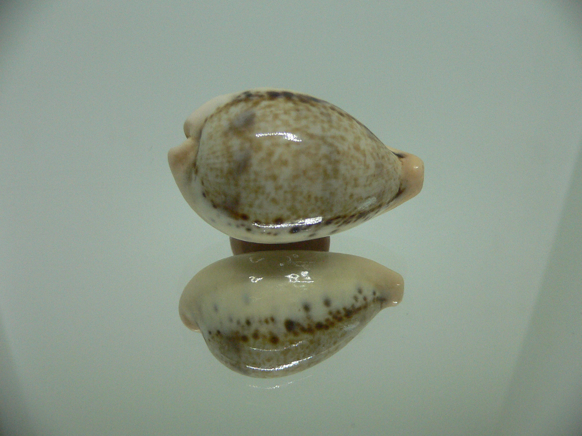Cypraea hungerfordi hungerfordi LIGHT & IDEAL