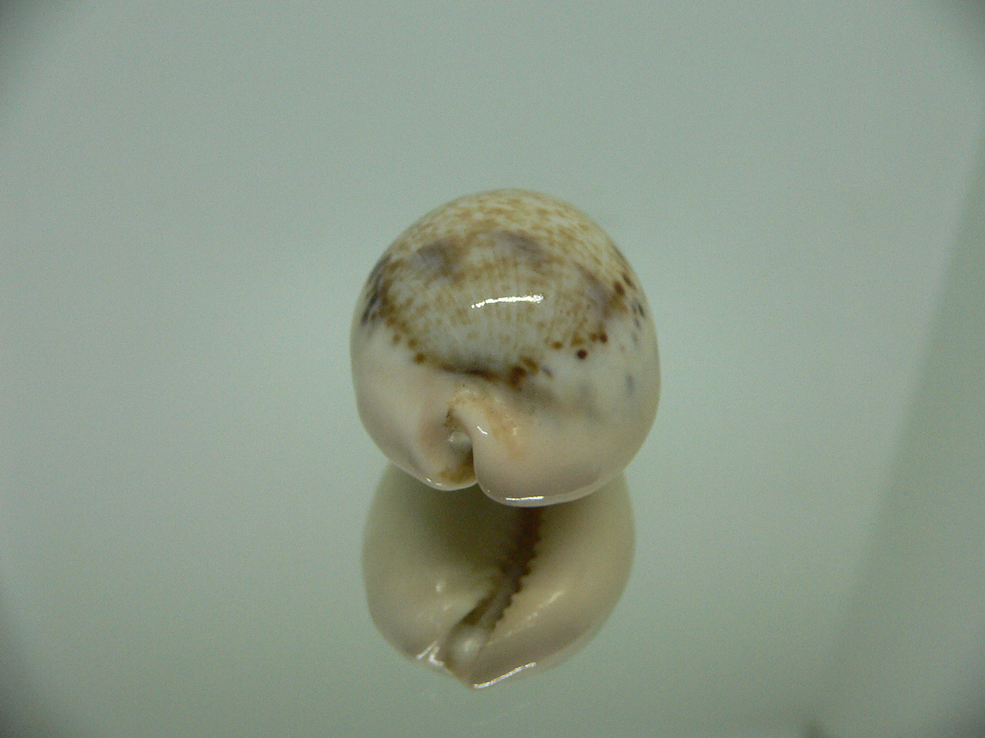 Cypraea hungerfordi hungerfordi LIGHT & IDEAL