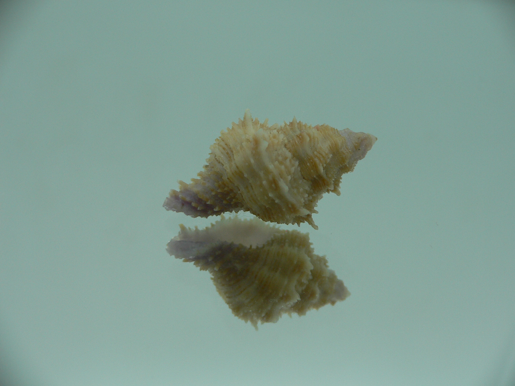 Coralliophila fearnleyi