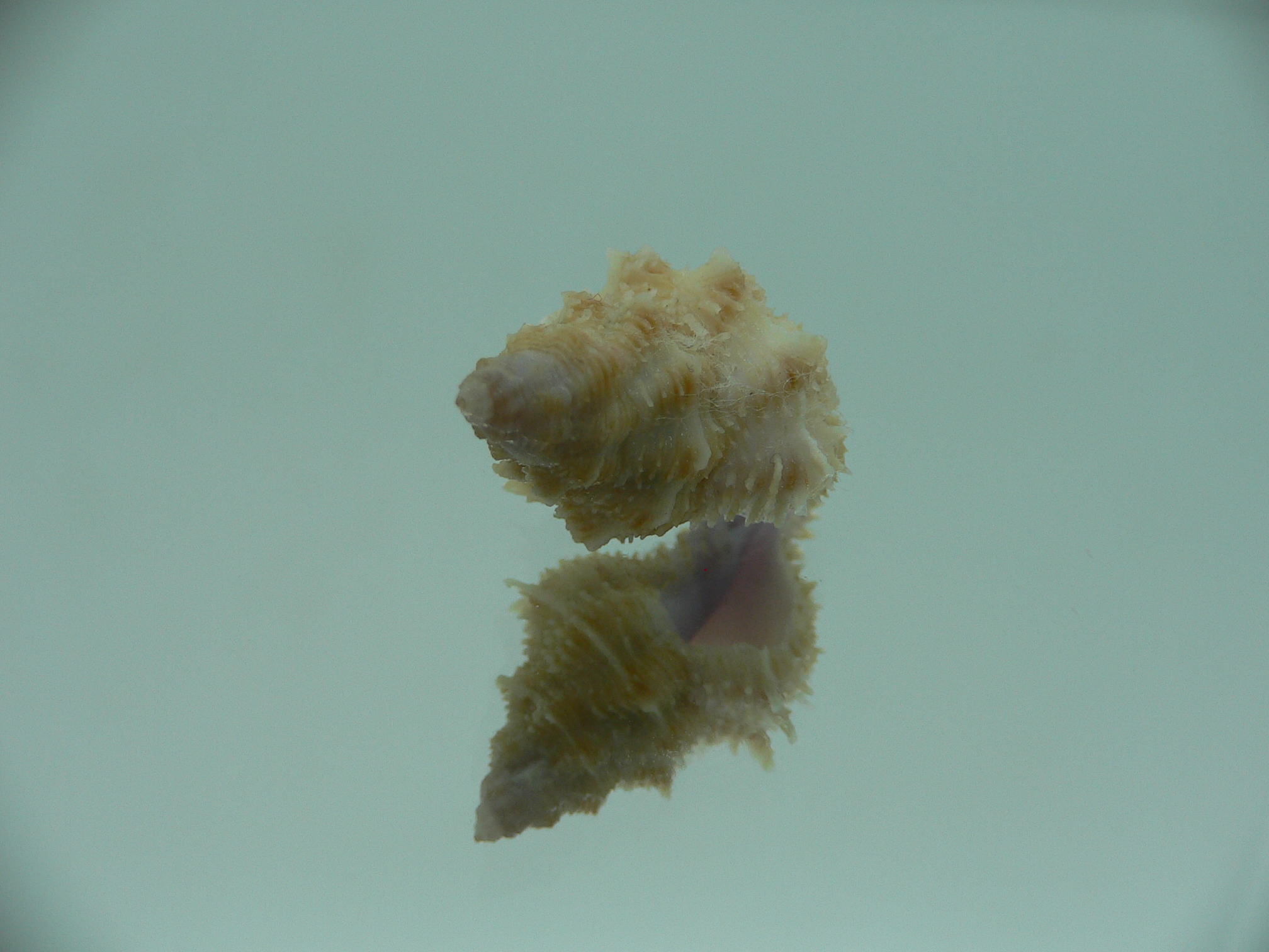 Coralliophila fearnleyi