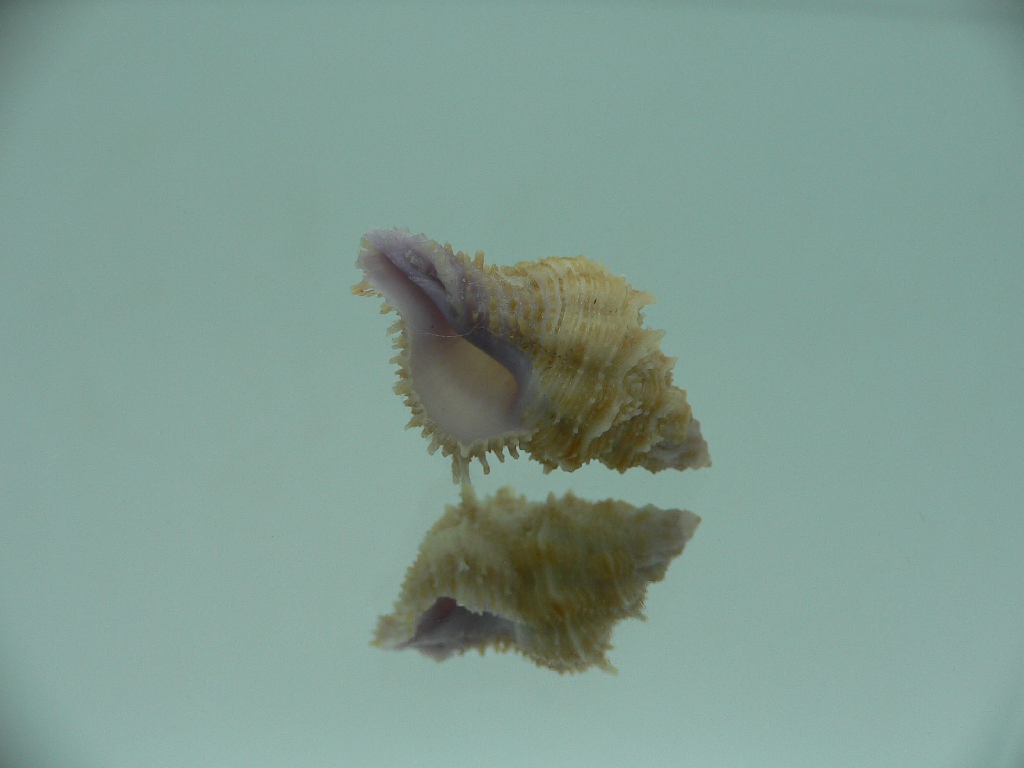 Coralliophila fearnleyi