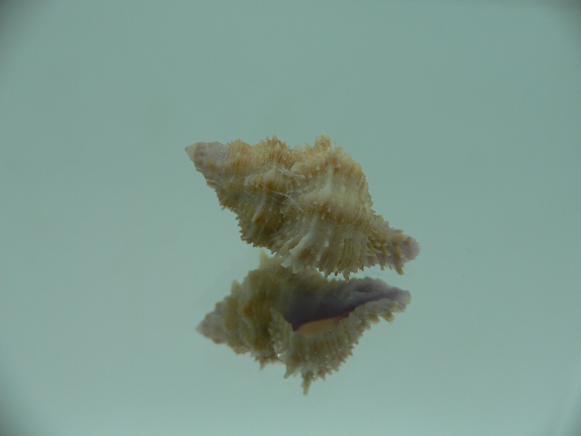 Coralliophila fearnleyi