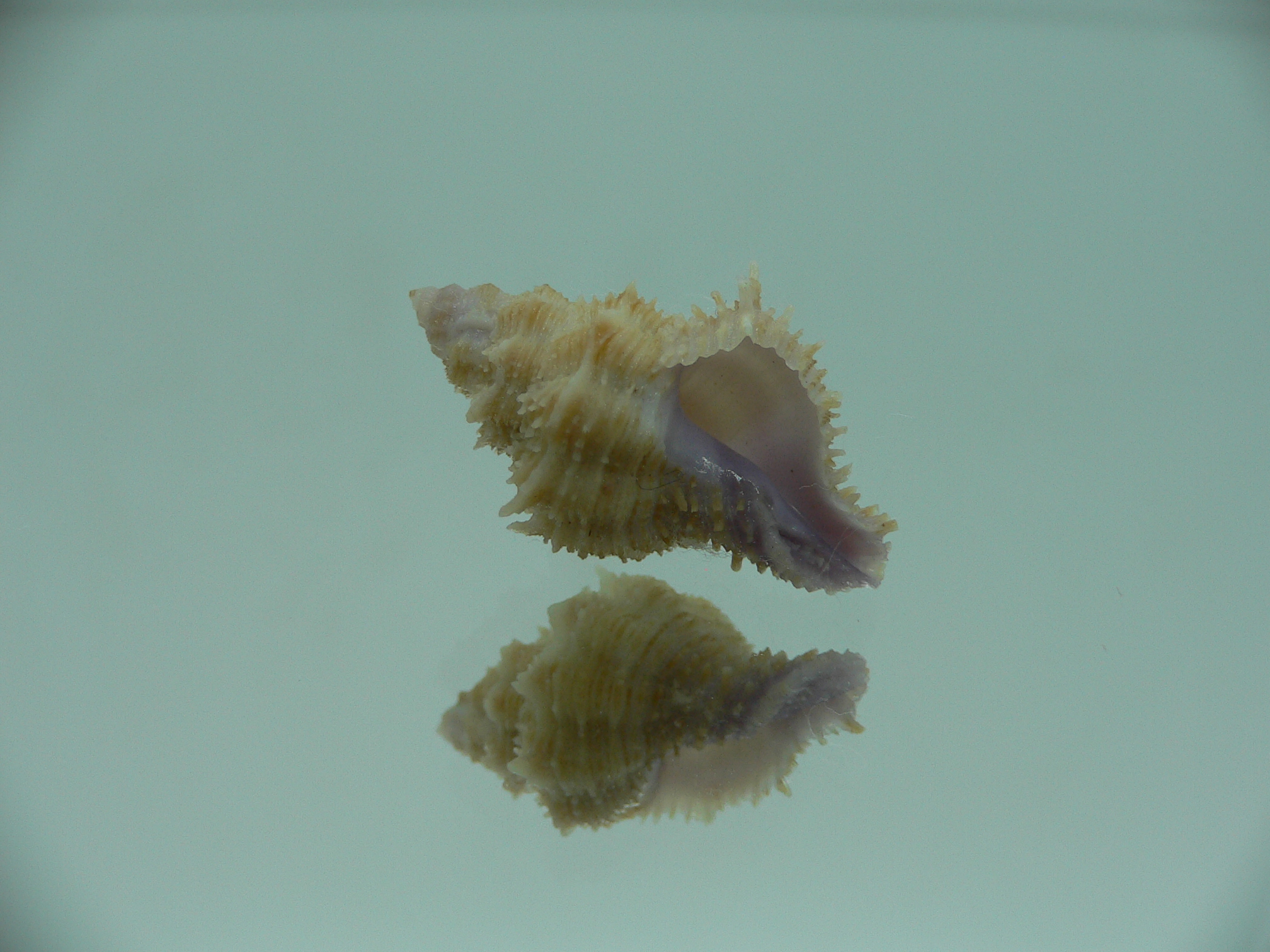 Coralliophila fearnleyi