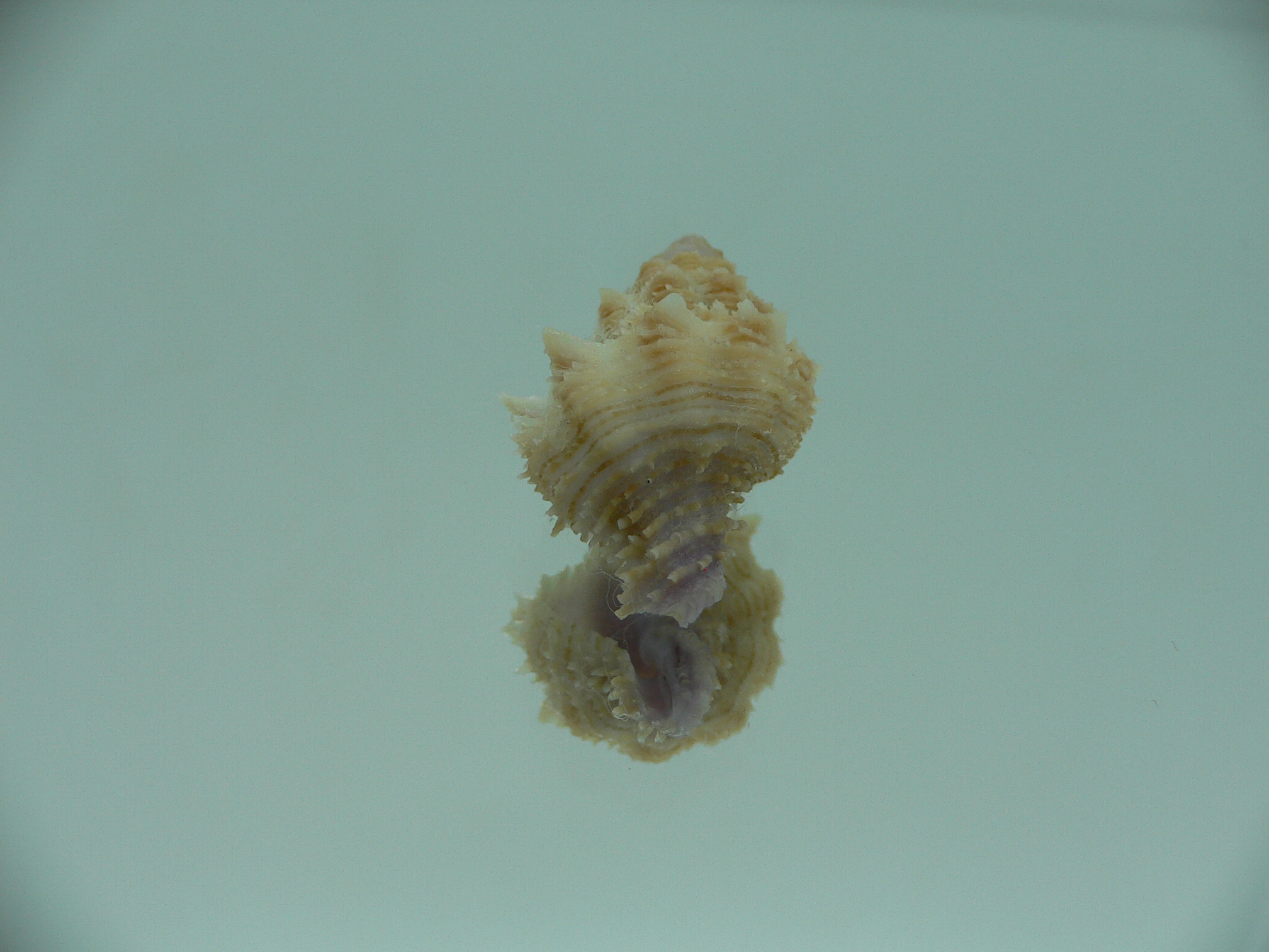 Coralliophila fearnleyi