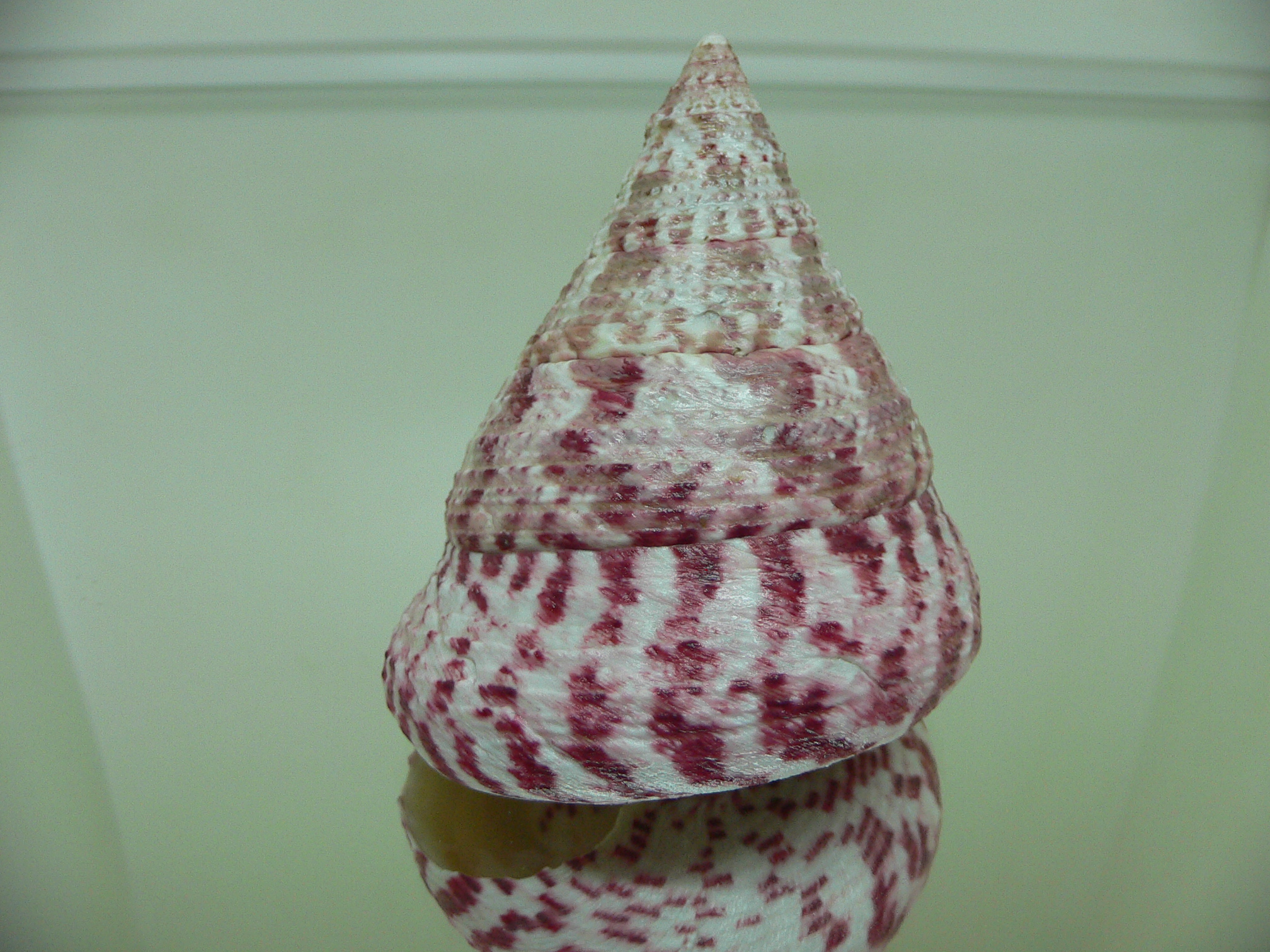 Rochia conus elatus BIG