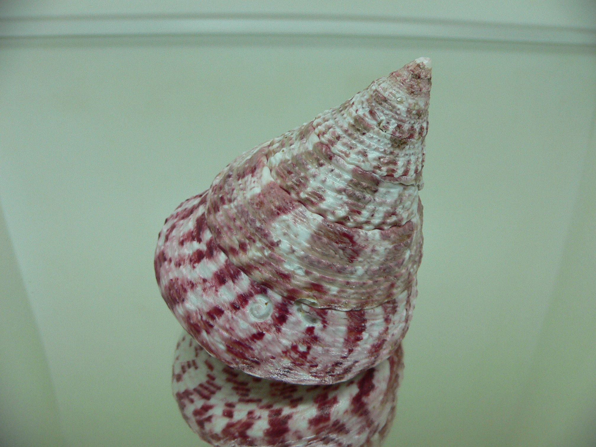 Rochia conus elatus BIG