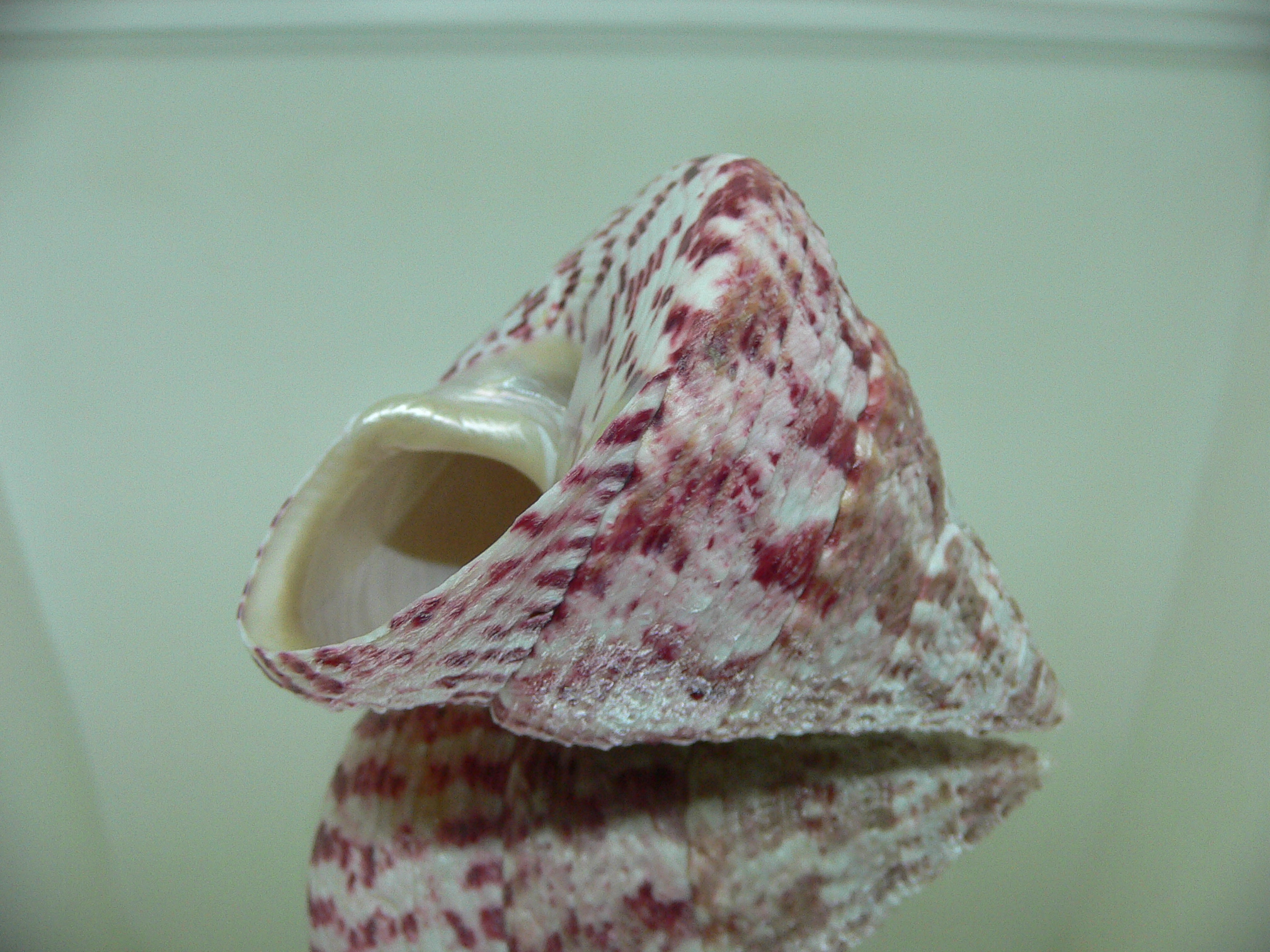 Rochia conus elatus BIG