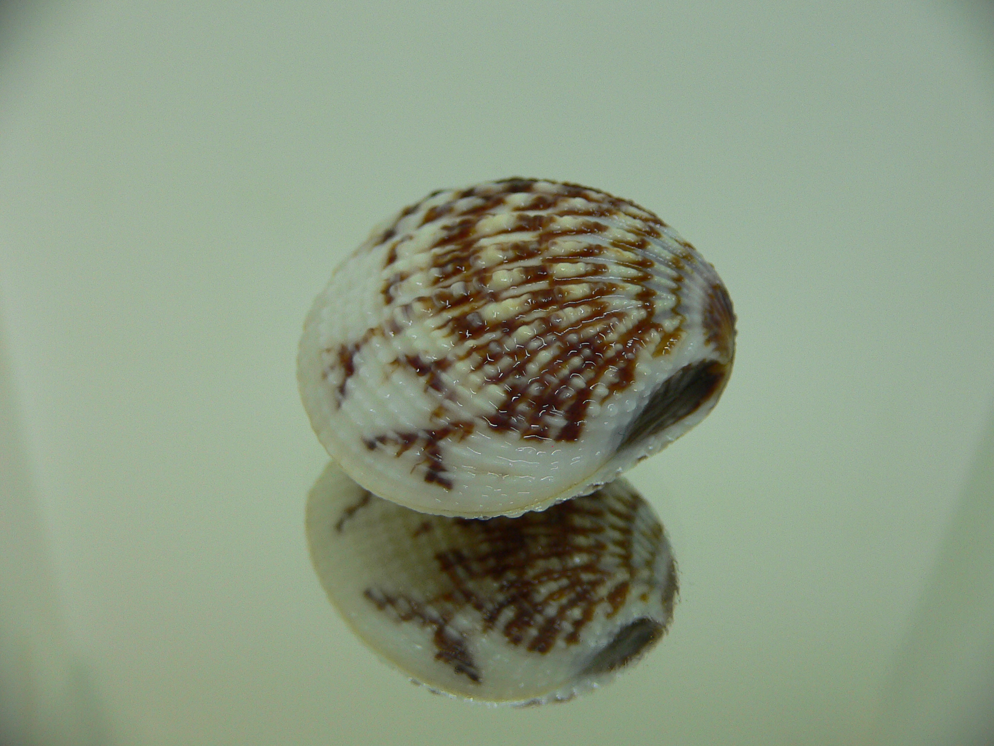 Gafrarium pectinatum HEAVY