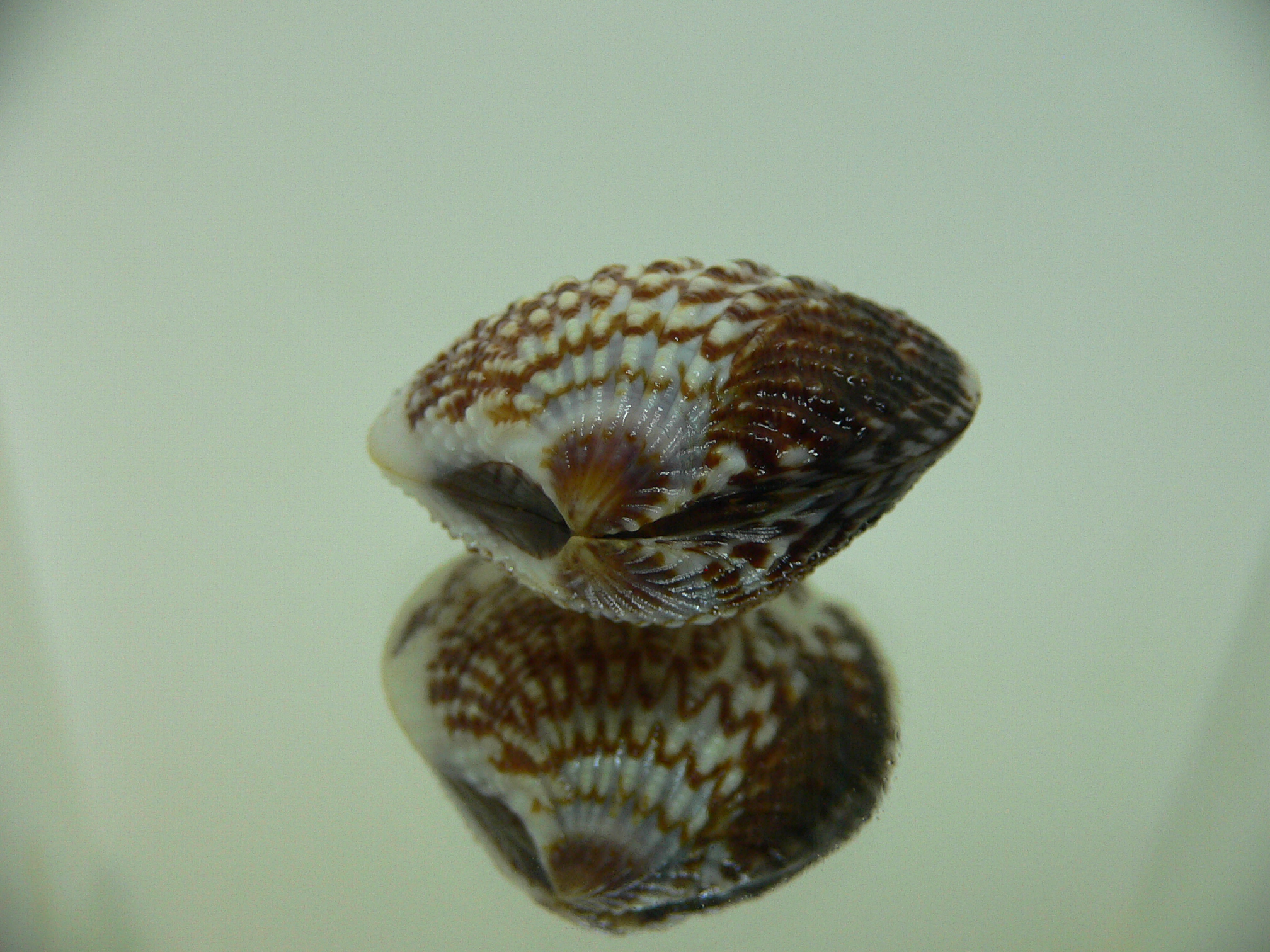Gafrarium pectinatum HEAVY