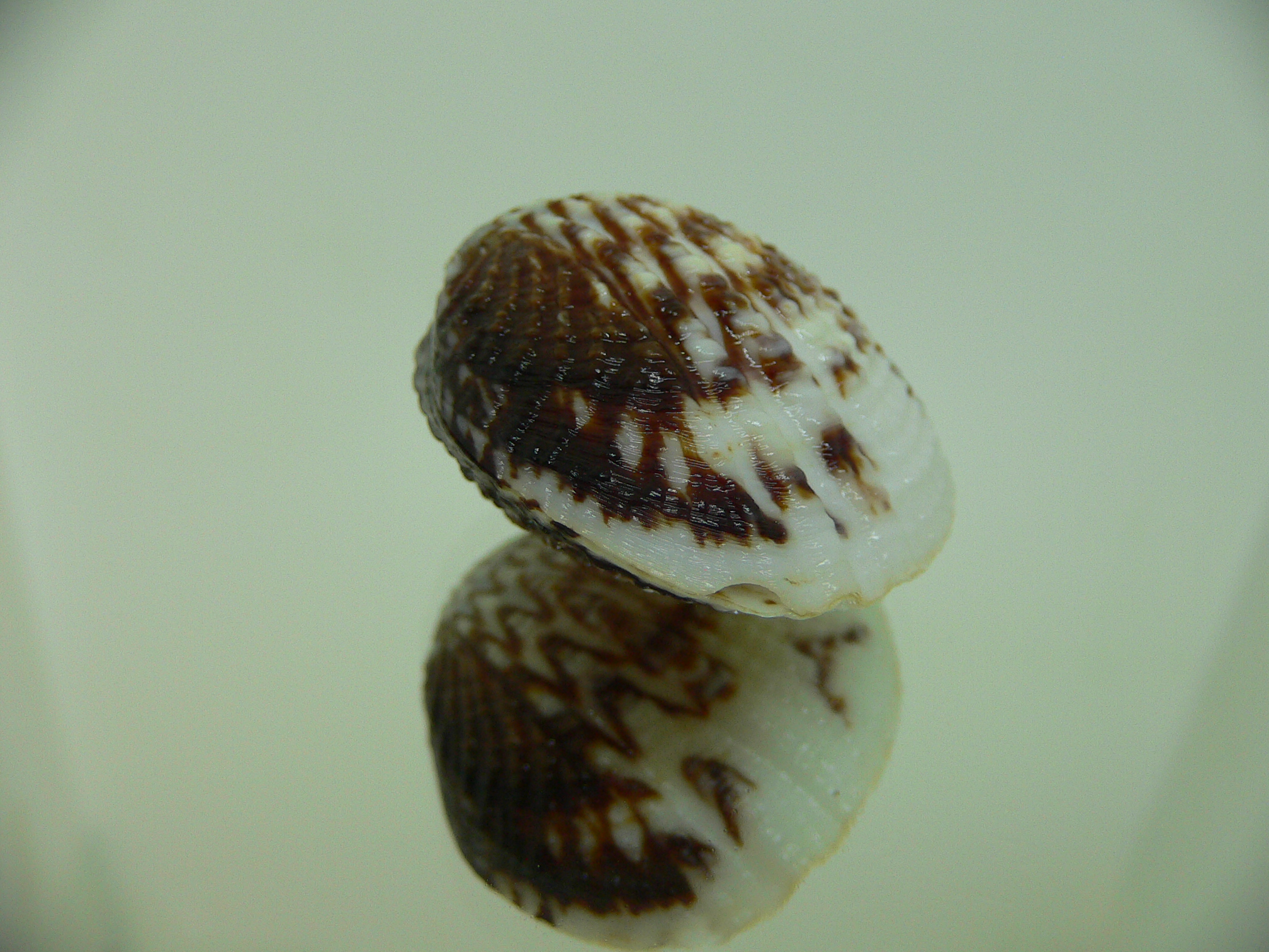 Gafrarium pectinatum HEAVY