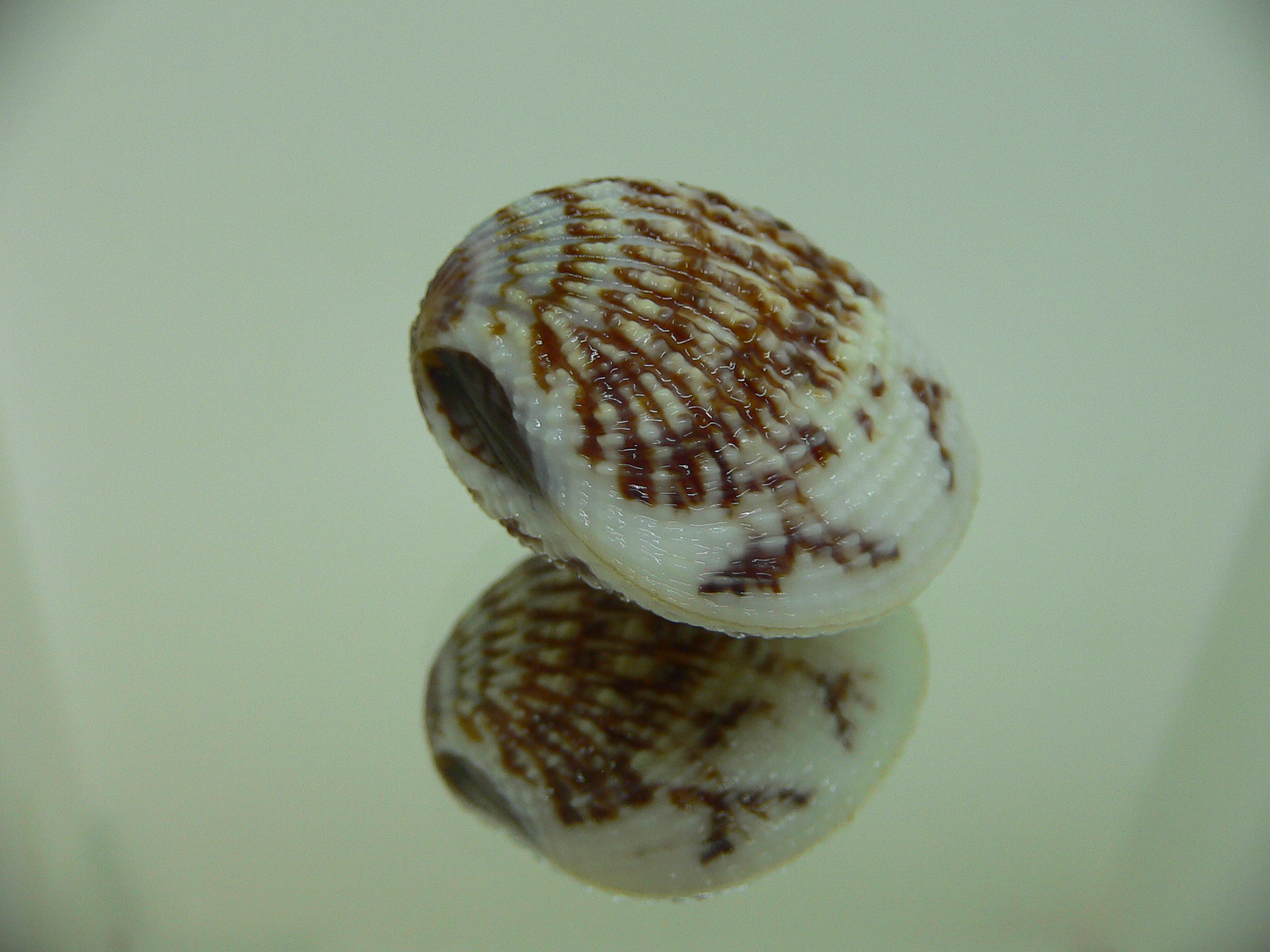 Gafrarium pectinatum HEAVY