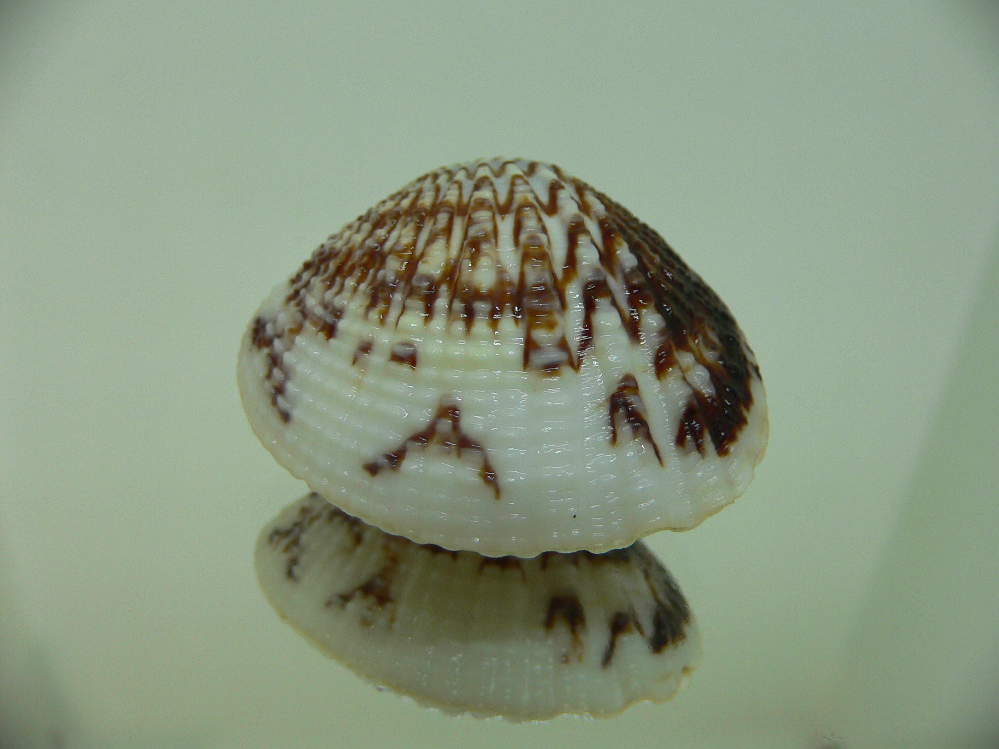 Gafrarium pectinatum HEAVY