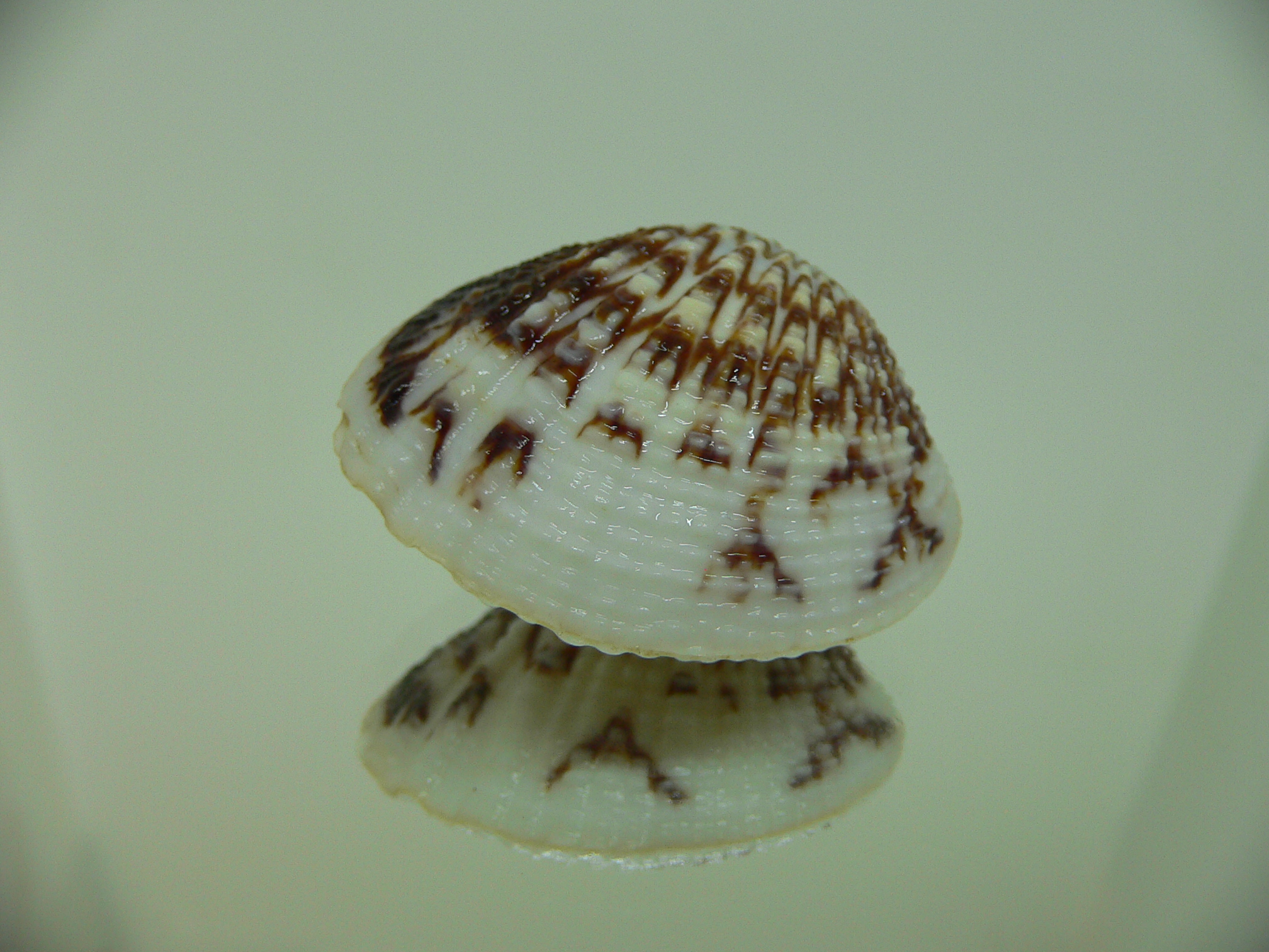 Gafrarium pectinatum HEAVY