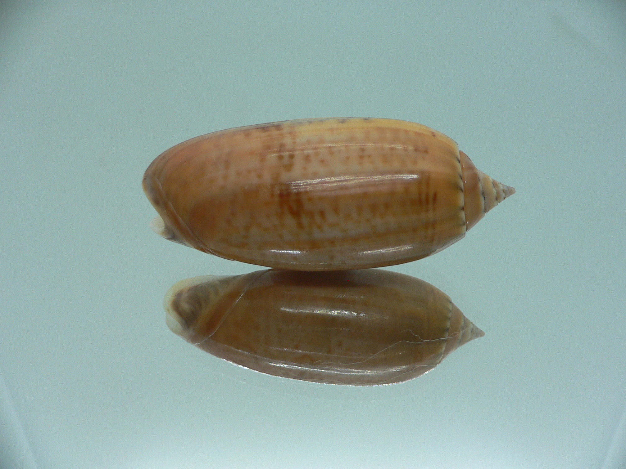Oliva irisans kremerorum IDEAL & RARE & VERY BIG