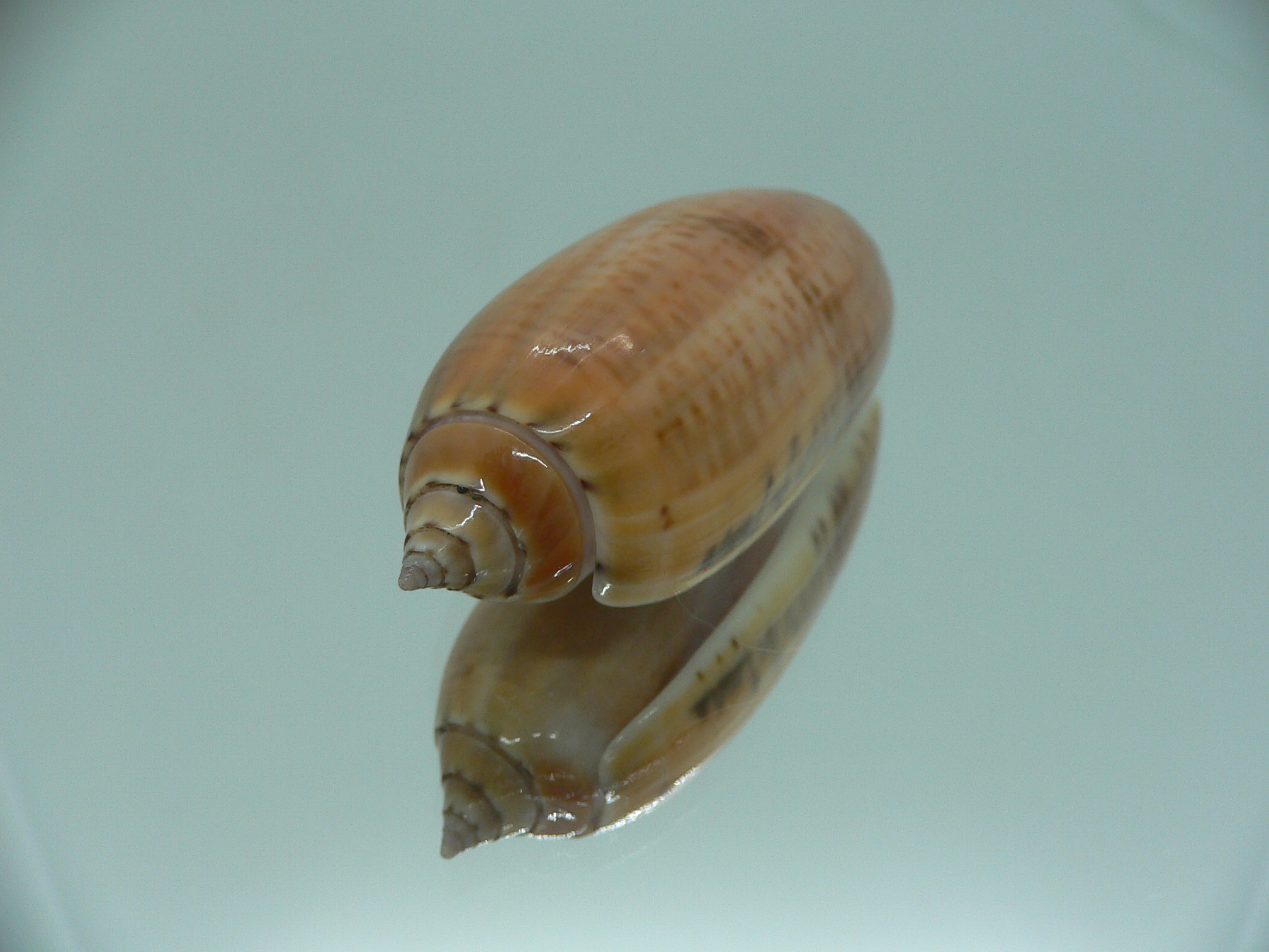 Oliva irisans kremerorum IDEAL & RARE & VERY BIG