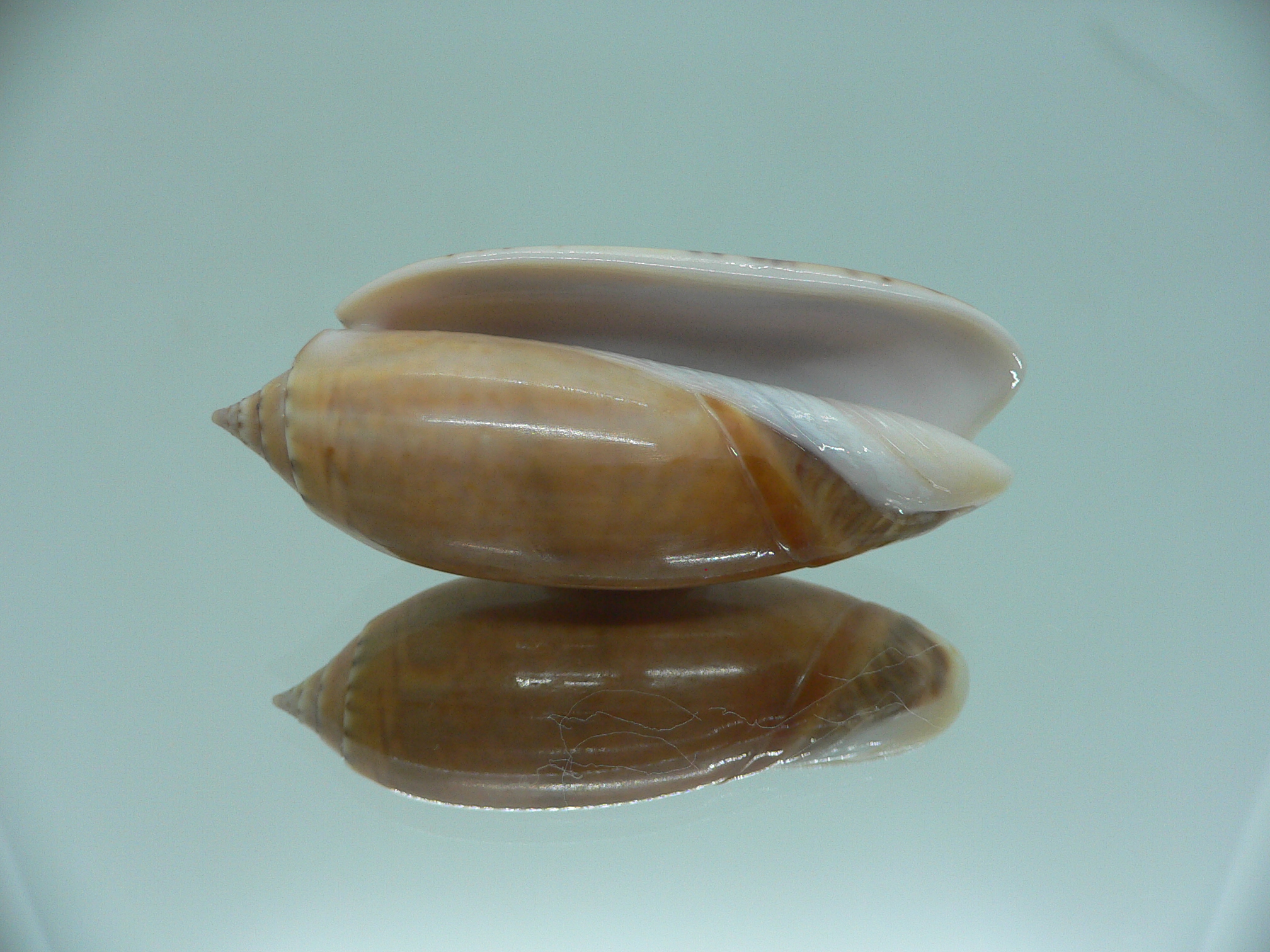 Oliva irisans kremerorum IDEAL & RARE & VERY BIG