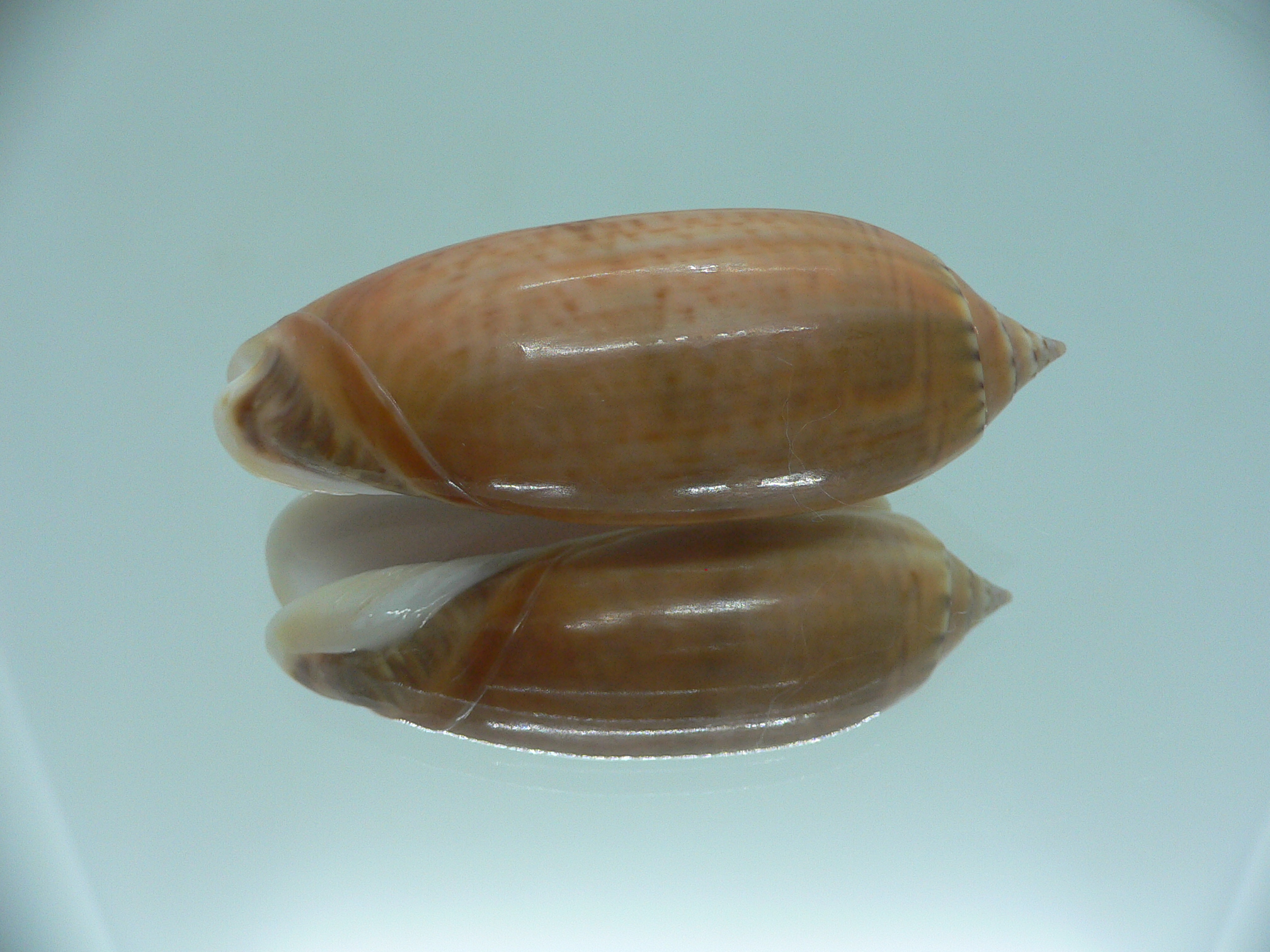 Oliva irisans kremerorum IDEAL & RARE & VERY BIG