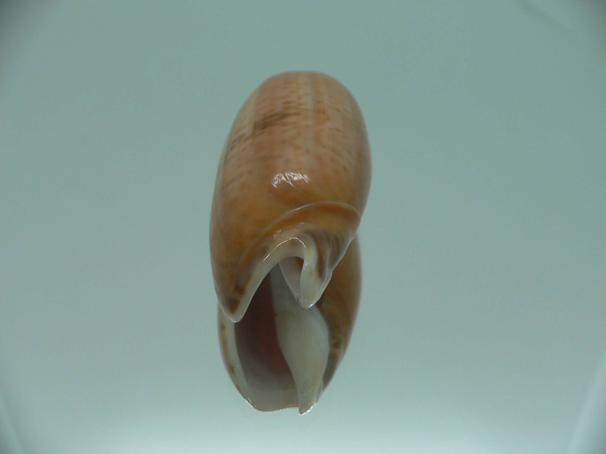 Oliva irisans kremerorum IDEAL & RARE & VERY BIG