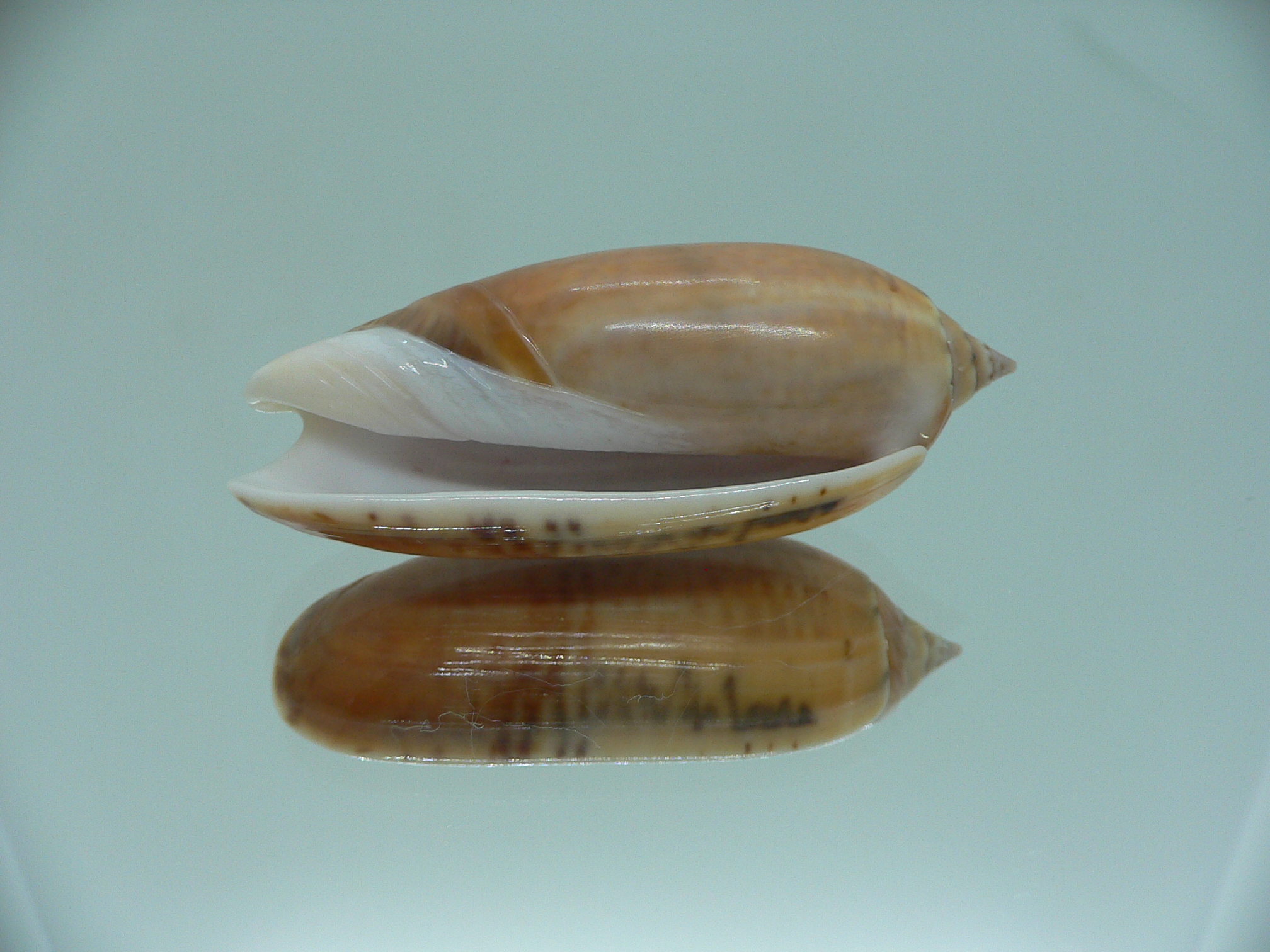 Oliva irisans kremerorum IDEAL & RARE & VERY BIG