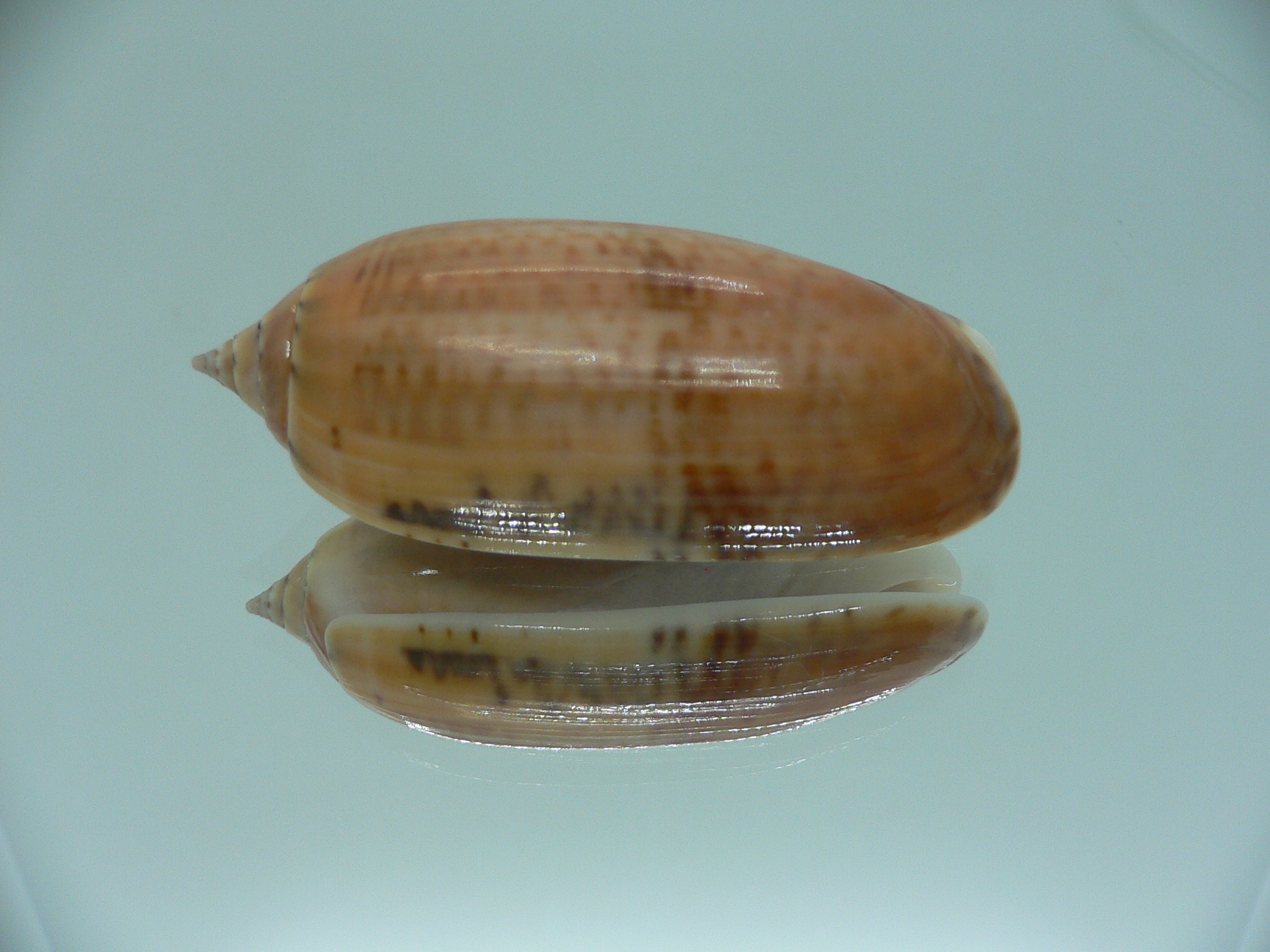 Oliva irisans kremerorum IDEAL & RARE & VERY BIG
