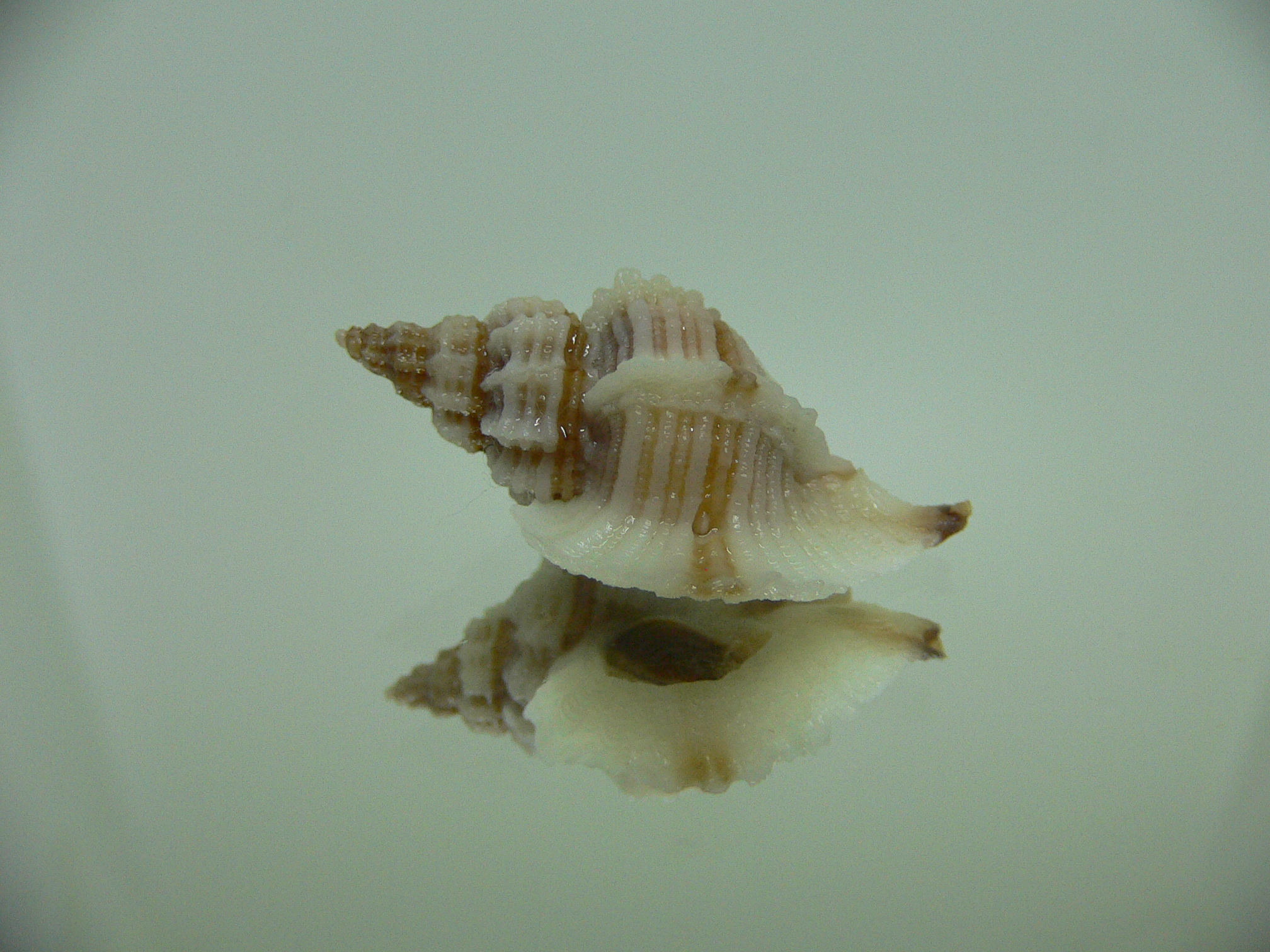 Ocinebrellus lumarius ENDEMIC & BIG+STRIPED