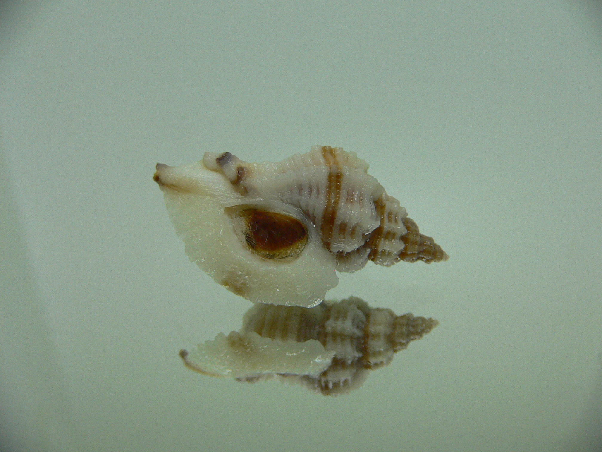 Ocinebrellus lumarius ENDEMIC & BIG+STRIPED