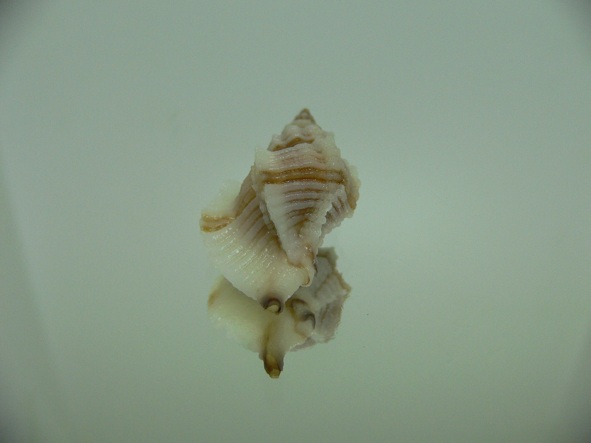 Ocinebrellus lumarius ENDEMIC & BIG+STRIPED
