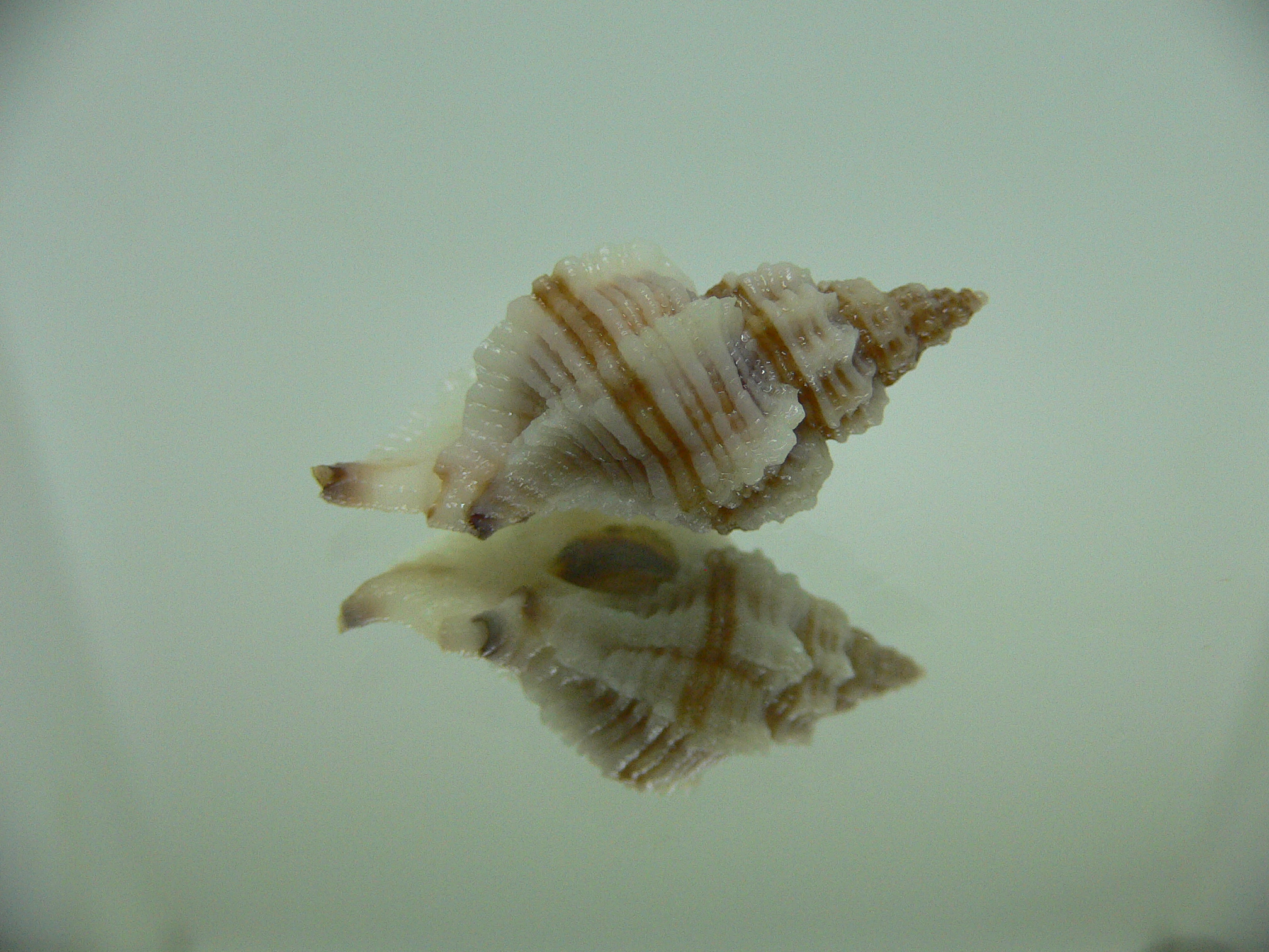 Ocinebrellus lumarius ENDEMIC & BIG+STRIPED