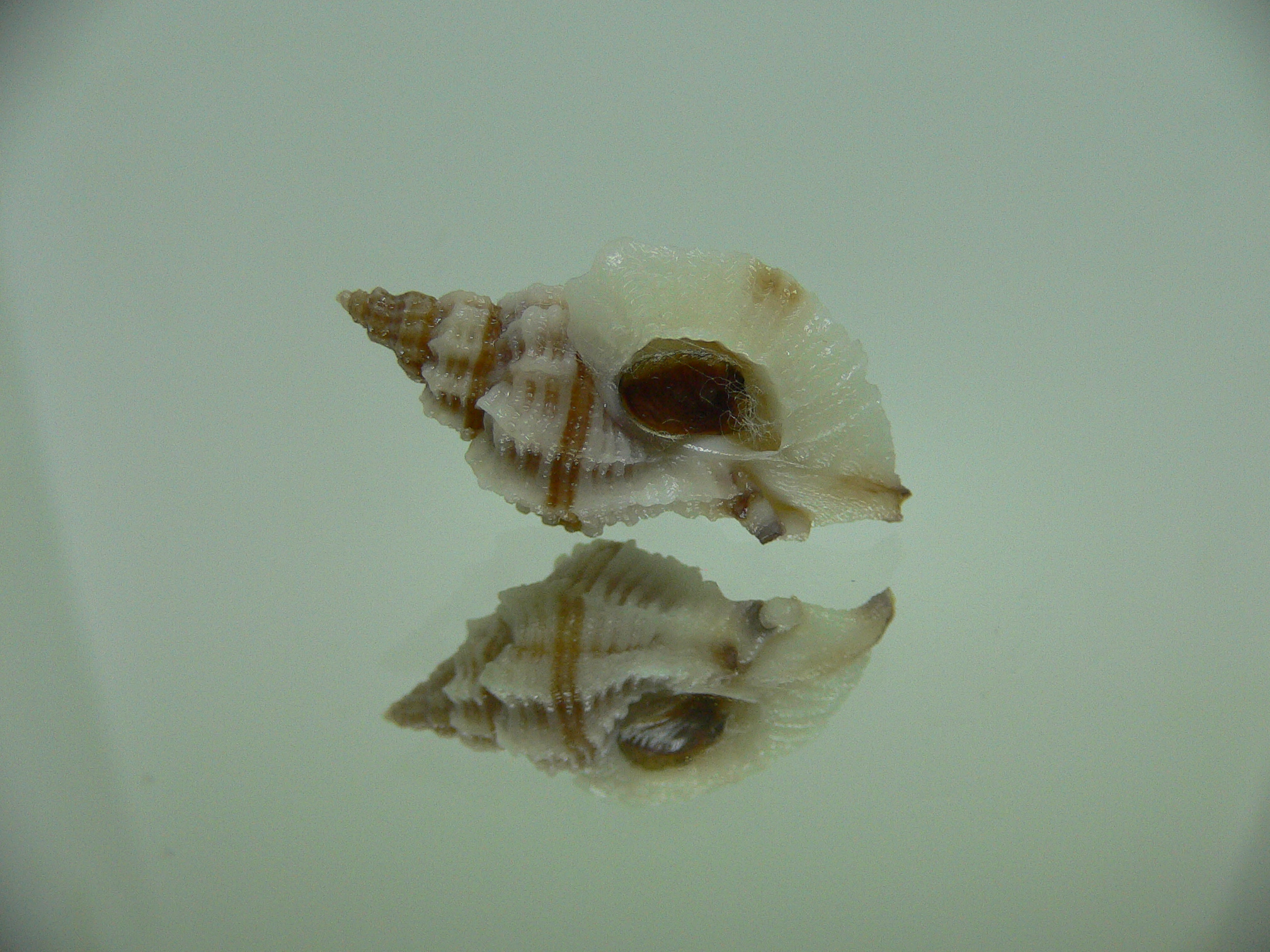 Ocinebrellus lumarius ENDEMIC & BIG+STRIPED