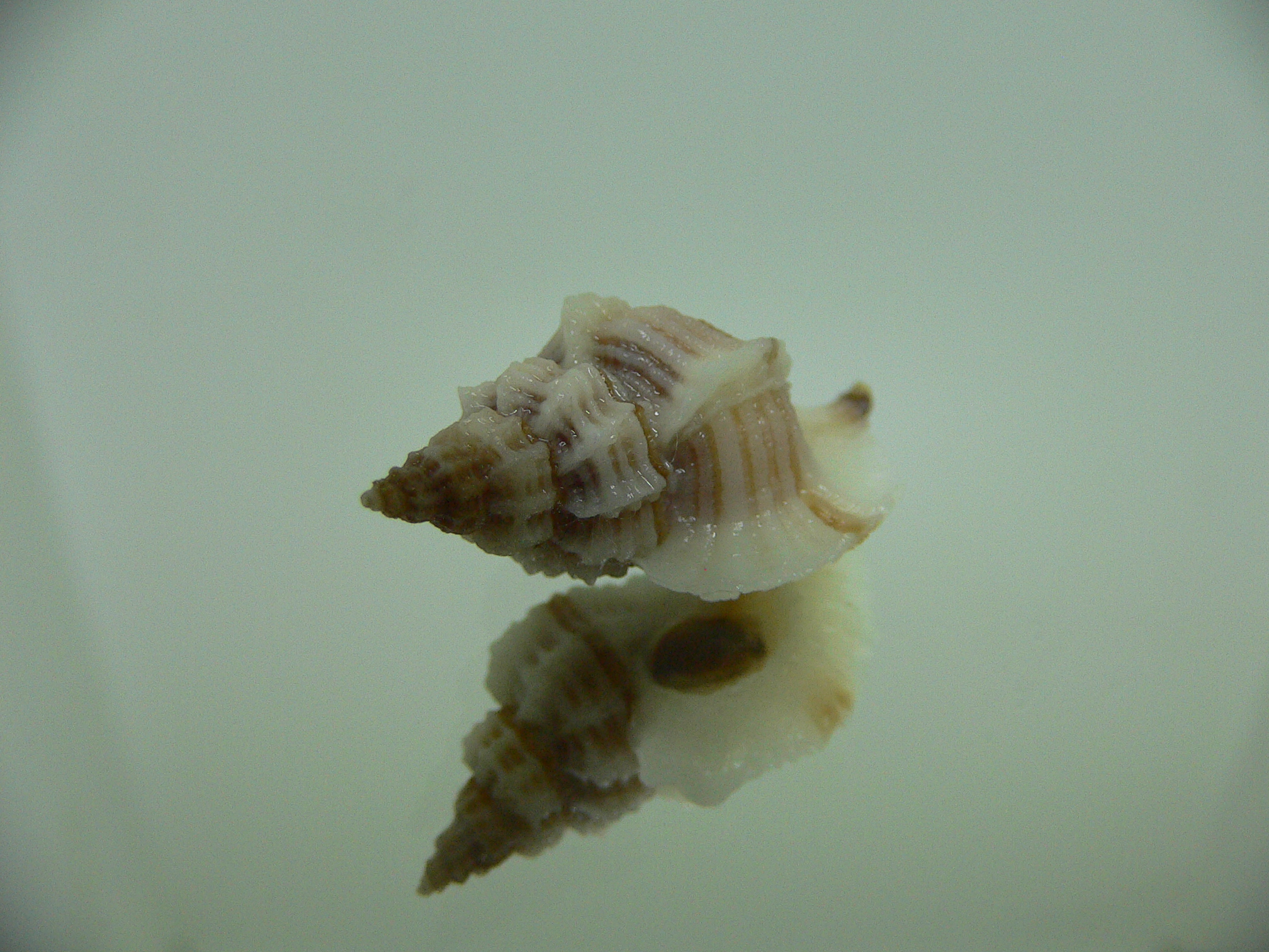Ocinebrellus lumarius ENDEMIC & BIG+STRIPED