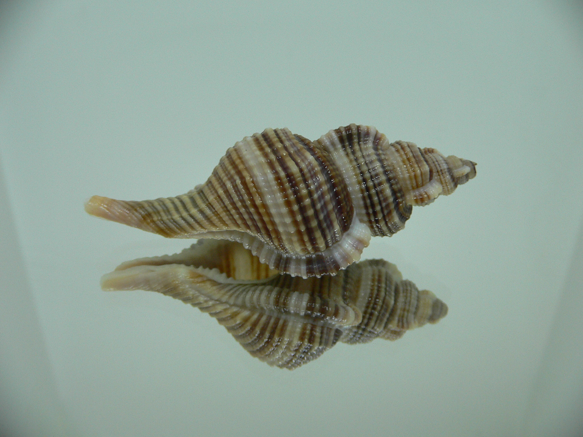 Reticutriton pfeifferianus