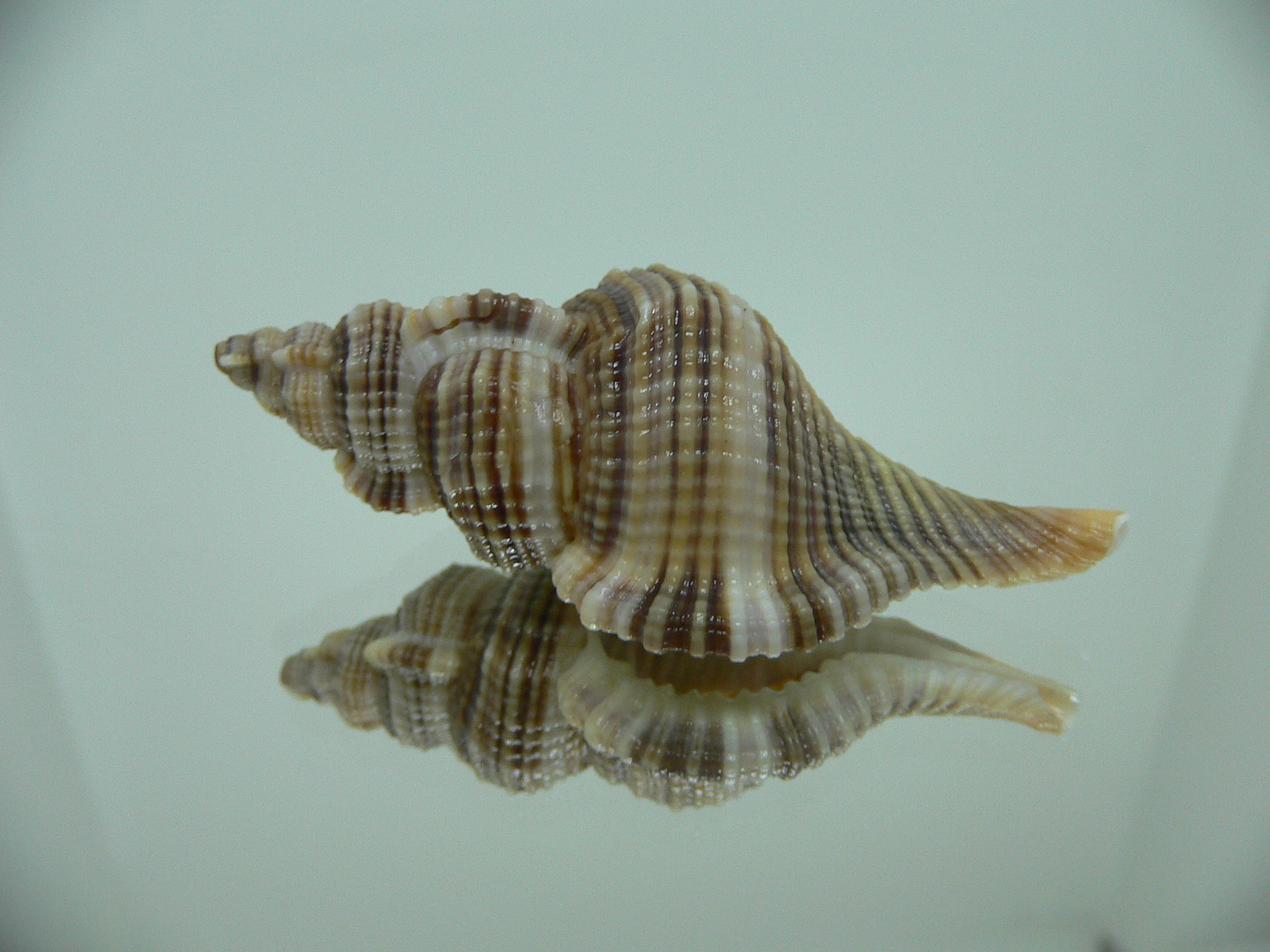 Reticutriton pfeifferianus